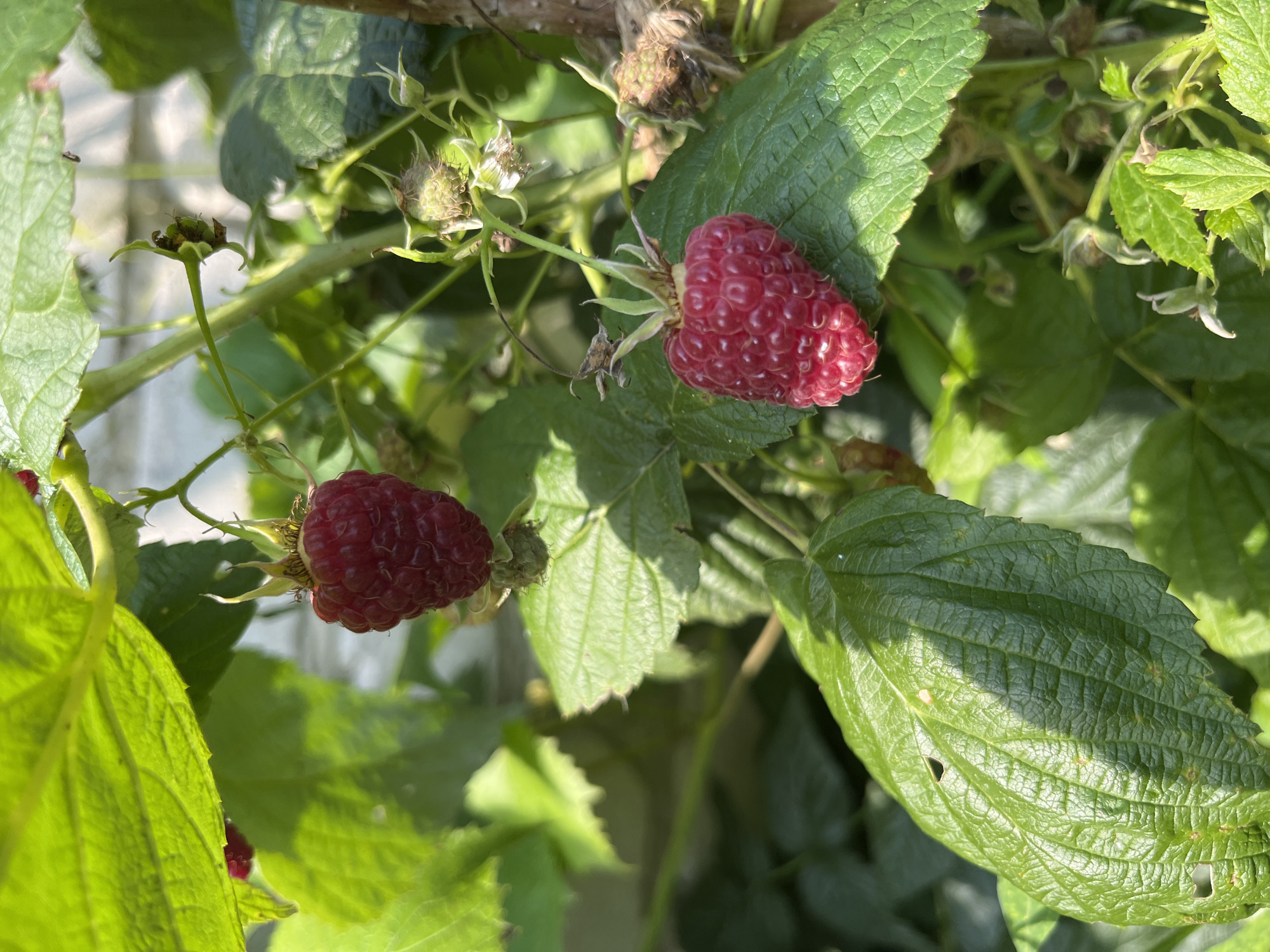 A close-up, eye-level shot captures two ripe raspberries hanging from a plant. The raspberries are a deep red color and appear plump and textured. They are surrounded by vibrant green leaves and stems, some of which are catching sunlight, creating dappled shadows. In the background, out-of-focus elements suggest a rustic outdoor setting, possibly a garden. The image appears to be taken in Fedorovka, Russia, given the context provided, implying an outdoor environment characteristic of a Russian village or dacha. There are no people or animals visible in the frame.