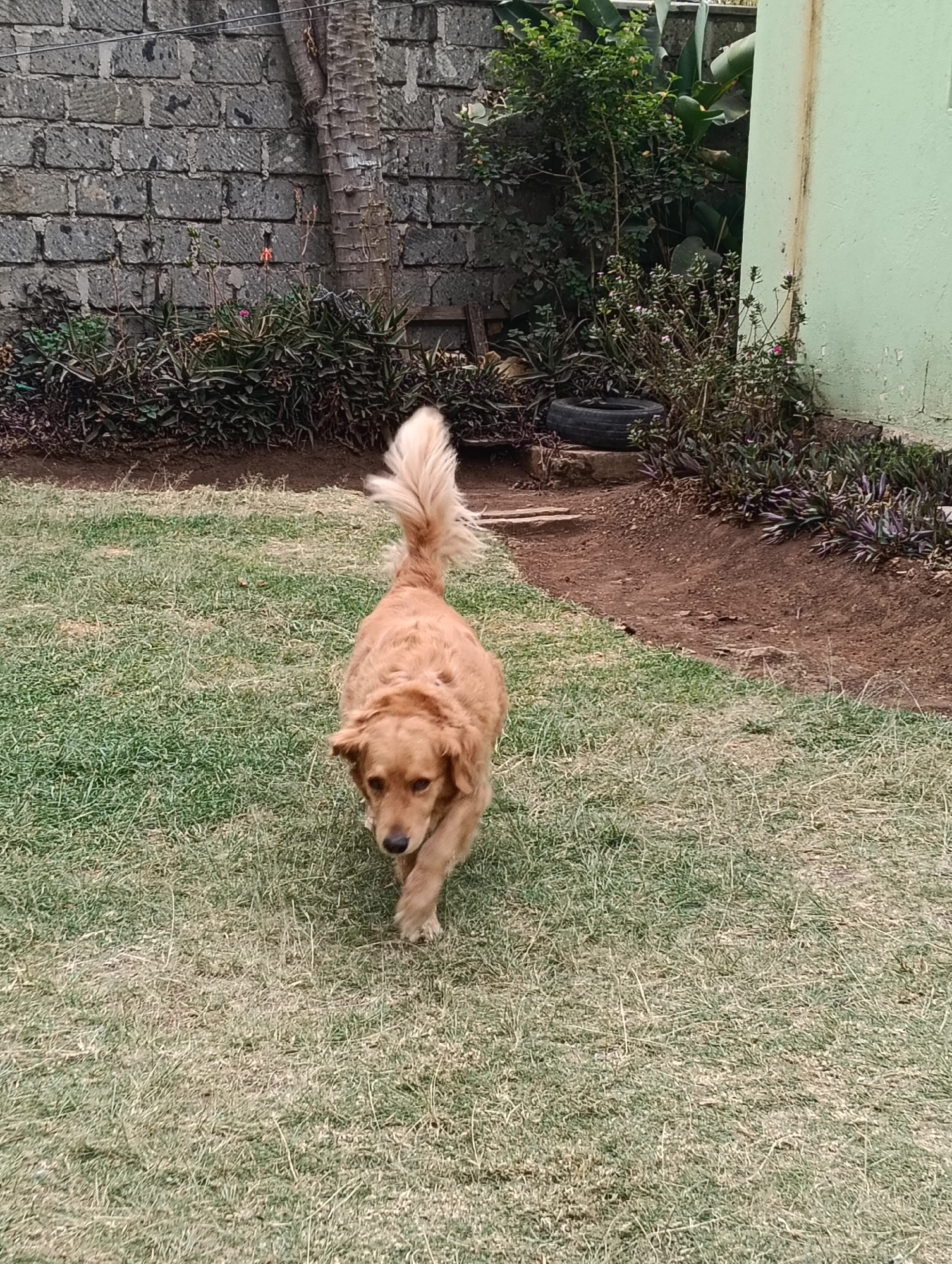 The image captures a golden retriever walking across a grassy lawn in what appears to be a backyard or an open outdoor space. The dog is facing the camera and is positioned in the lower half of the frame. Its tail is held high and curved. Behind the dog, the ground transitions to a strip of dirt with some plants and a section of a light green wall. Further in the background, there is a grey brick wall and more dense vegetation. The scene is likely set in a residential area.