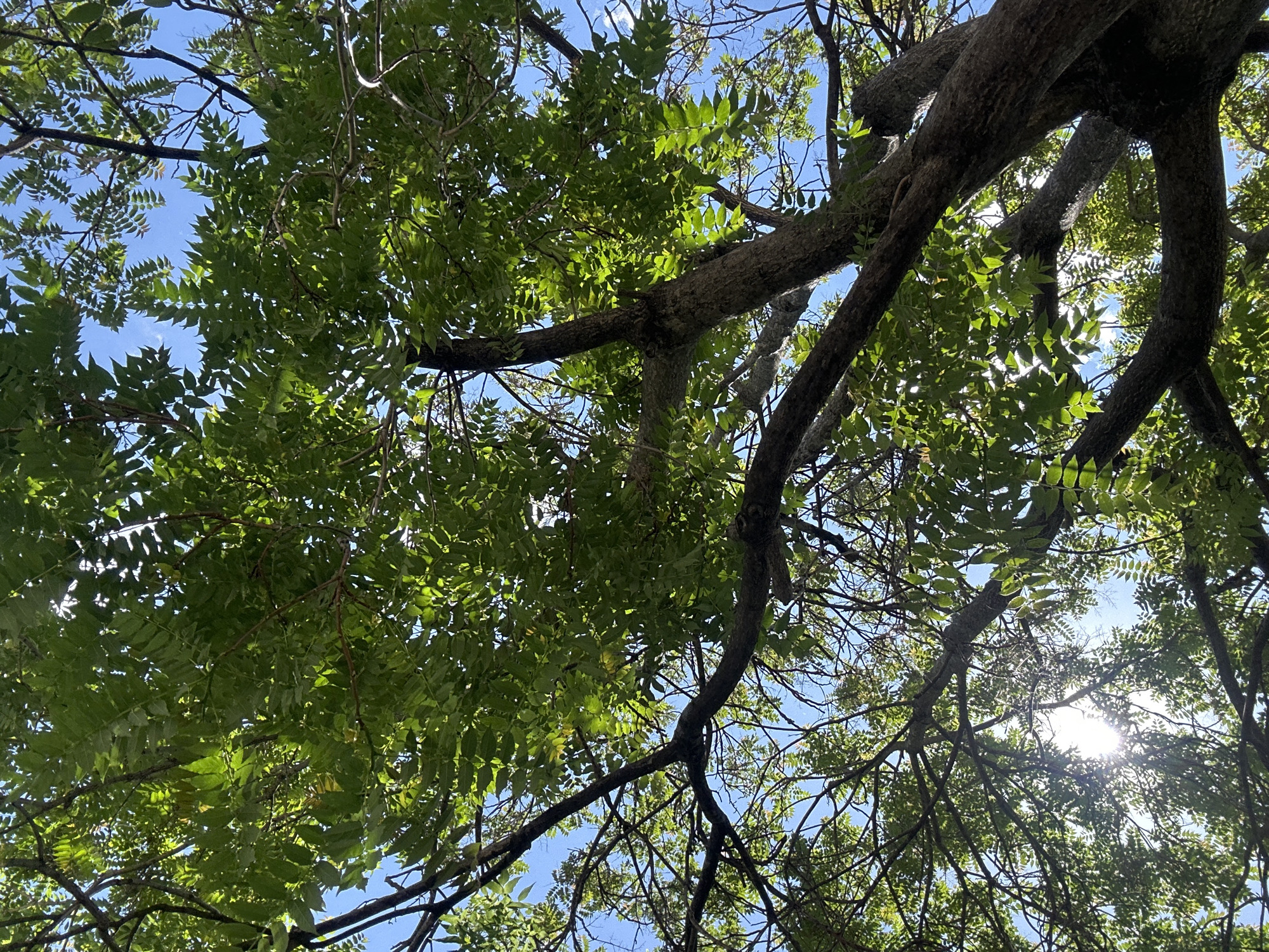 The image is a view looking upwards through the branches and leaves of a tree, with glimpses of a blue sky visible in between. The leaves are green and appear to be pinnately compound. The tree branches are brown and textured. Sunlight is filtering through the foliage, creating bright spots and shadows. While details of the surrounding environment are obscured by the tree, the image doesn't offer any clues about the location in Sofia, Bulgaria.
