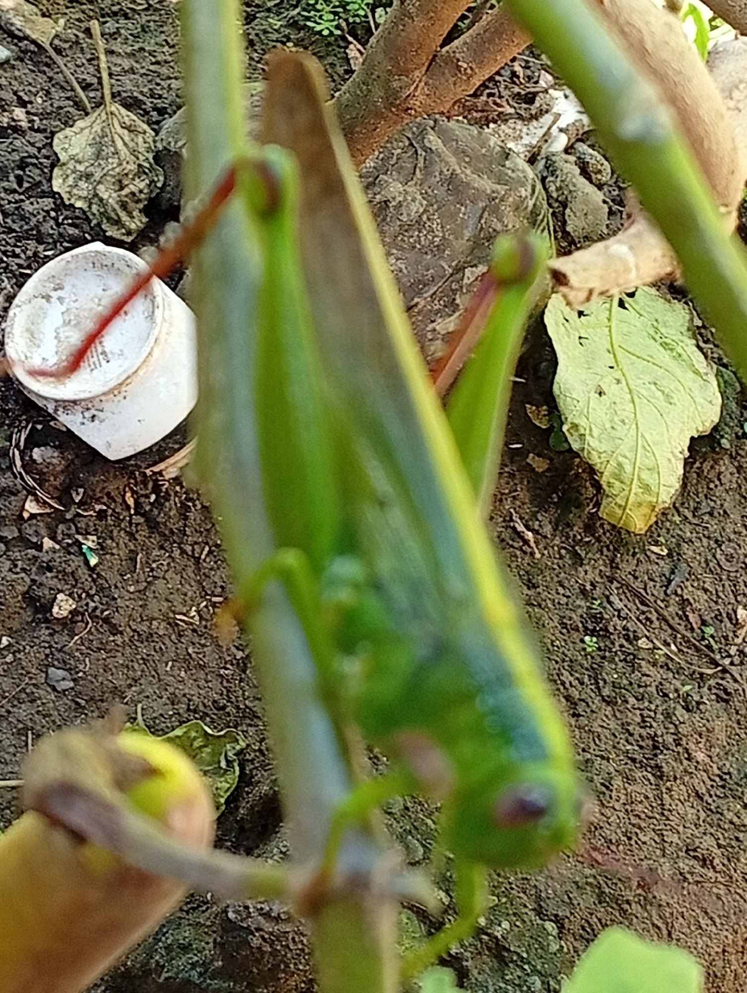 A close-up, slightly blurred, outdoor photograph shows a bright green grasshopper perched on a vertical green stem. The grasshopper is oriented head-down, its body curving along the stem. Its prominent compound eye is visible, a dark circular shape with a reddish hue. In the background, the dry, brown earth is visible, littered with fallen leaves and small rocks. To the left of the grasshopper, a white plastic lid with a red stripe is resting on the soil. The scene appears to be in a garden or natural outdoor setting within Carmen, Philippines.