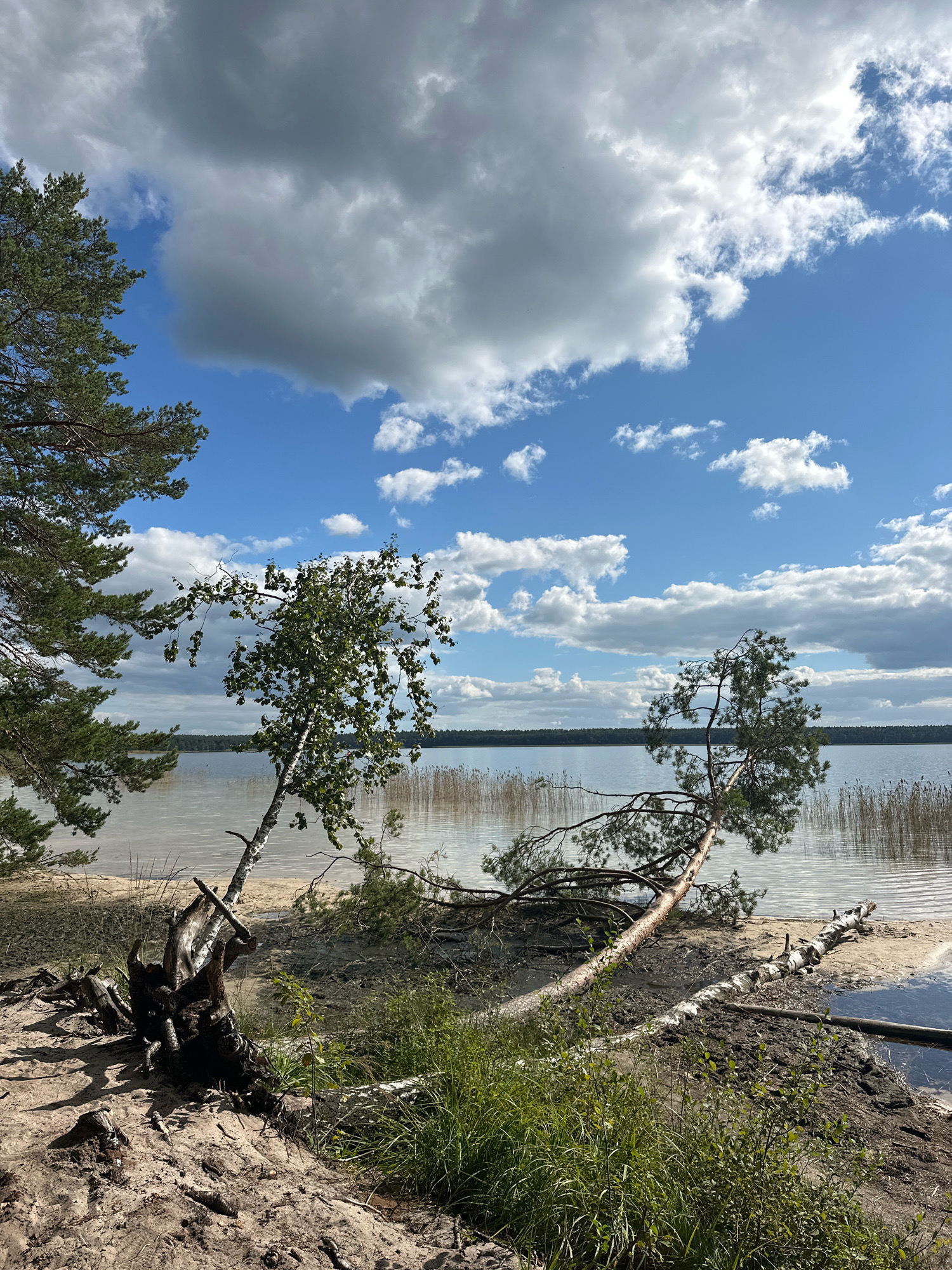 An outdoor, eye-level, vertical shot captures a serene lake scene in the Мядзельскі сельскі Савет, Belarus. The sky above is a vibrant blue, punctuated by fluffy white and gray clouds. The lake, calm and reflecting the sky, stretches towards a tree-lined horizon. The foreground is dominated by a sandy shore with sparse vegetation, including grass and some fallen tree branches. A distinctive feature is a large, gnarled tree stump on the left side of the frame, with exposed roots digging into the sand. In the mid-ground, a birch tree leans precariously towards the water, its branches reaching out. Further to the right, a pine tree has fallen, its trunk extending horizontally across the shore and into the water. Reeds line the far edge of the lake. The lighting suggests it is daytime, with dappled sunlight casting shadows on the sand.