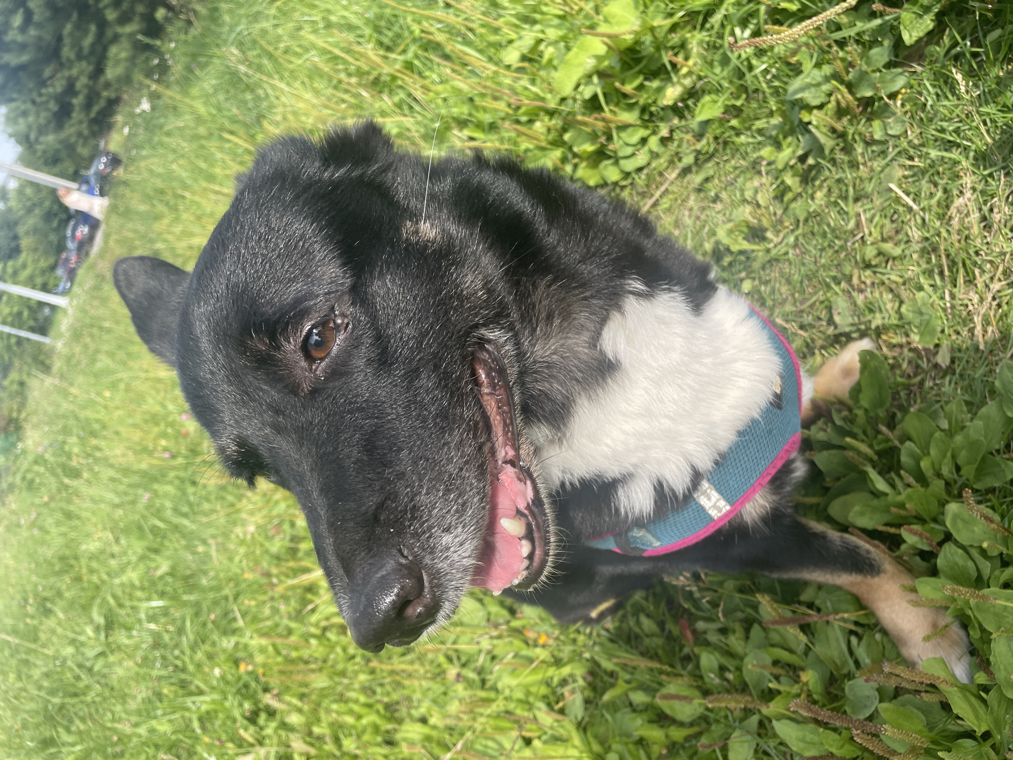A black and white dog wearing a teal and pink harness is sitting in a grassy field. The dog's mouth is slightly open, revealing its pink gums and teeth. In the background, there are trees and several cars parked on a paved surface. The scene appears to be a park or open area in the city of Krasnogorsk, Russia, given the presence of urban infrastructure like the cars and paved road, juxtaposed with the natural element of the grassy field. The lighting suggests it is daytime, likely sunny.