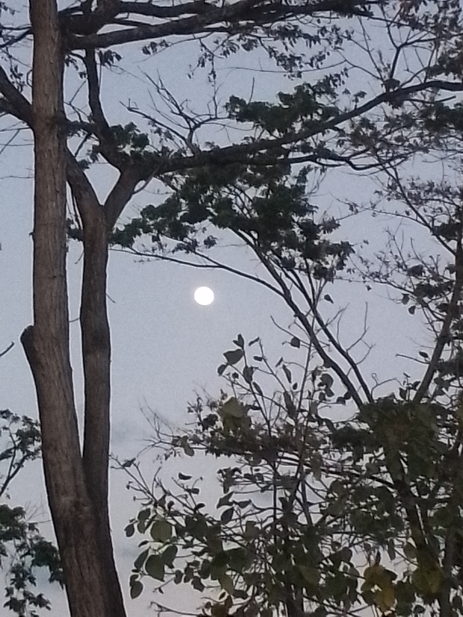 The image displays a tranquil outdoor scene featuring a prominent moon and several trees, set against a soft, light-toned sky. A bright, circular full moon is centrally located in the upper half of the frame, emitting a clear white glow against the pale greyish-blue expanse of the sky.
Various tree elements dominate the composition. On the left side, two thick tree trunks with smooth, light brown bark stand vertically, partially framing the scene. Numerous branches, some bare and others laden with dark green foliage, extend across the sky, creating an intricate silhouette. The branches vary in thickness and density; some show delicate, slender patterns of twigs, while others form denser clusters of leaves, especially in the lower and right portions of the image. The foliage creates a natural, leafy border around the central moon and sky.
The lighting suggests a time of day when the sky is not fully dark, likely twilight or early night, allowing both the sky's soft color and the moon's brightness to be visible. The clear visibility of the moon indicates fair weather with no significant cloud cover. The scene evokes a calm and natural atmosphere. No text is visible in the media file. The location context provided is Juan Griego, Venezuela.