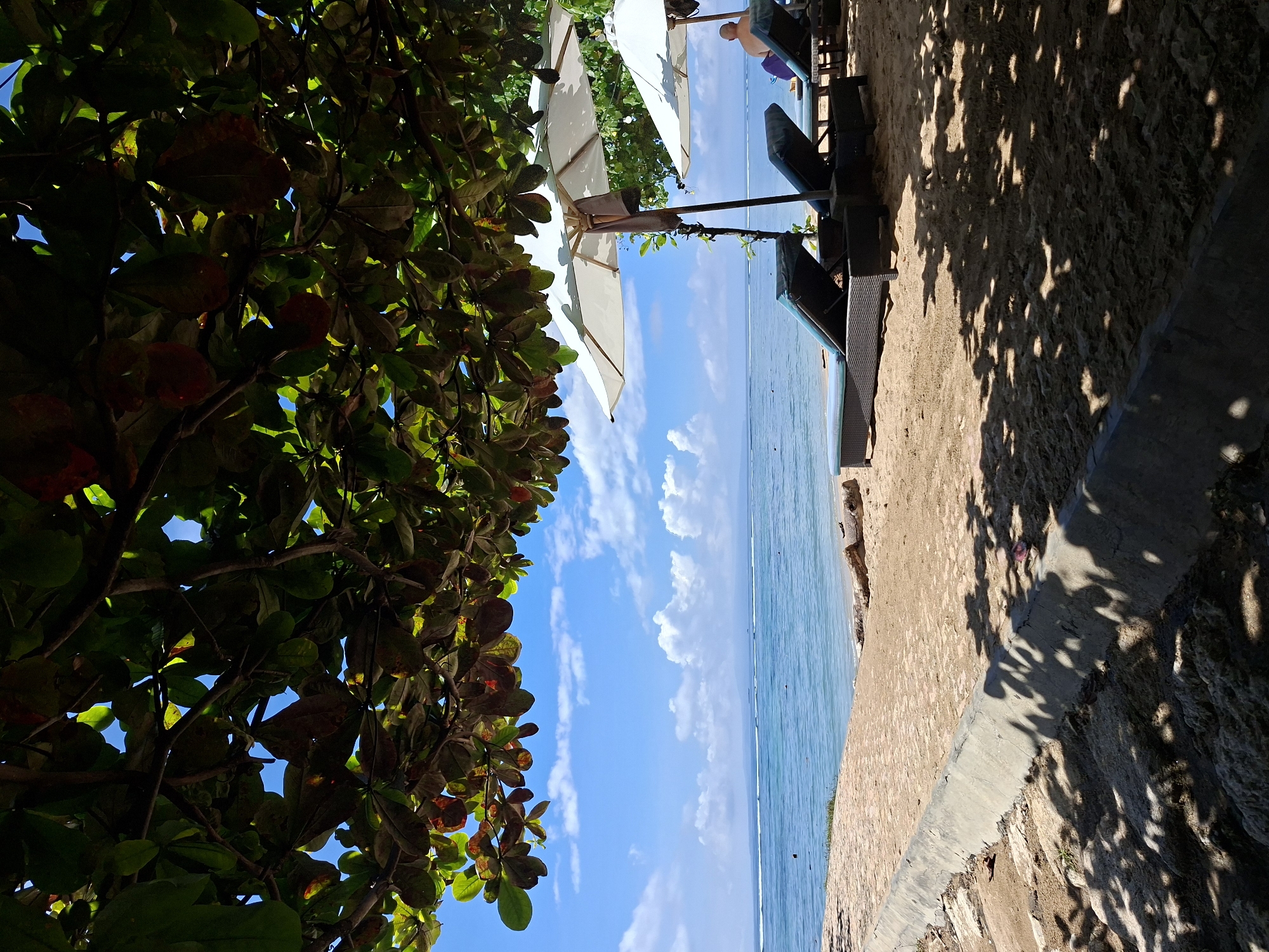 This image captures a serene tropical beach scene, likely in Denpasar, Indonesia, viewed from under the shade of a large, leafy tree. The left side of the frame is dominated by dense green foliage, with some leaves showing reddish hues, through which patches of bright blue sky are visible.
In the mid-ground, a sandy beach stretches out, furnished with several dark-colored sun loungers, hinting at a resort setting. Two prominent white beach umbrellas are open, casting shadows and providing respite from the sun. One person is partially visible, relaxing on a sun lounger beneath an umbrella.
The background reveals a calm, blue ocean extending to the horizon, under a clear blue sky adorned with scattered white clouds. A concrete or paved edge runs along the sandy area, separating it from the water or another section of the shore. The bright sunlight casts distinct shadows from the trees and umbrellas onto the sand, suggesting it is daytime, possibly late morning or early afternoon. The scene evokes a sense of relaxation and a peaceful vacation atmosphere. No visible text is present in the image.