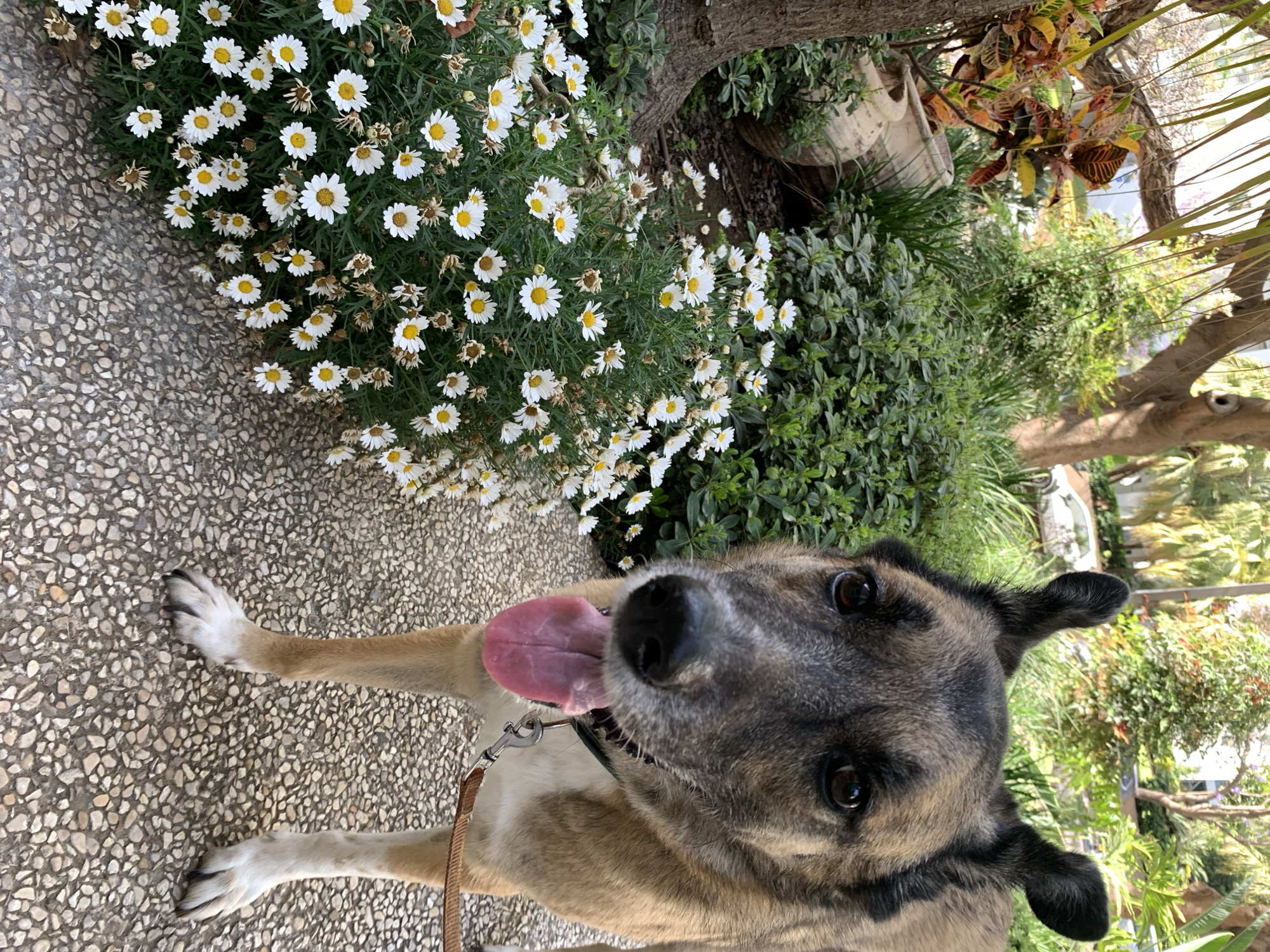 A medium-sized, tan and gray dog with dark ears and a long pink tongue stands on a patterned stone walkway next to a bed of white daisies with yellow centers. The dog is wearing a collar and leash. Behind the daisies are green bushes and a tree. The location is Tel-Aviv, Israel.