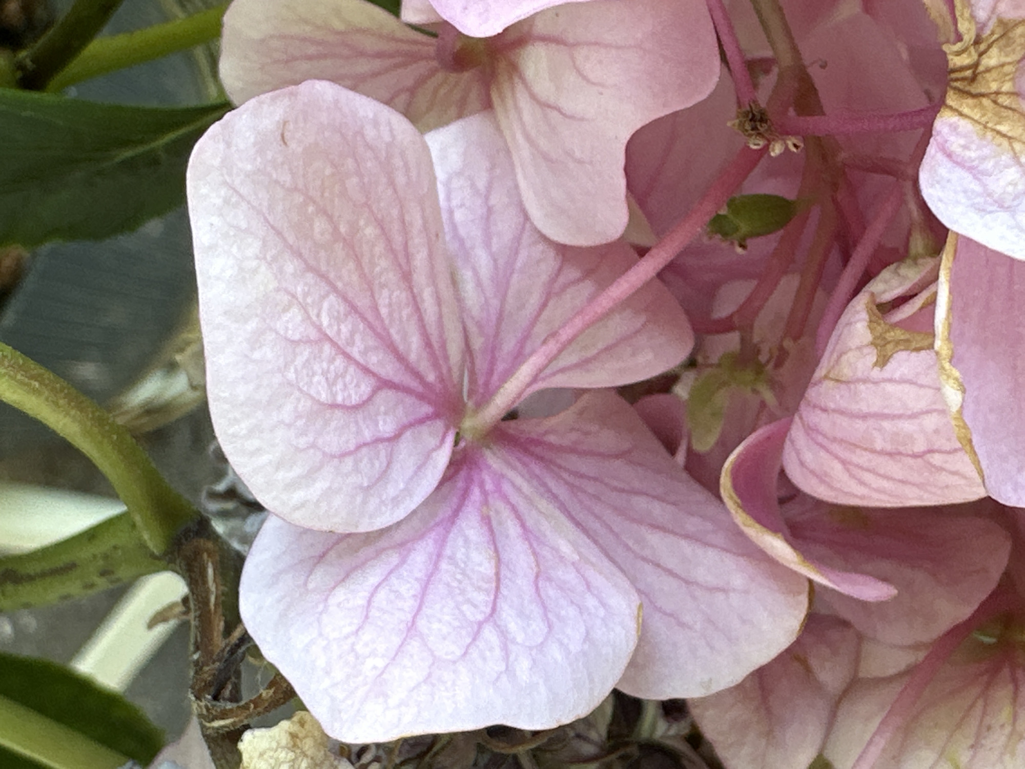 This is a close-up, outdoor photograph of pink hydrangea flowers. The petals are delicate and textured, with prominent pink veins. Some of the petals show signs of drying and browning along the edges. Green stems and leaves are visible in the background, suggesting a garden or natural setting. There is no indication of people or any urban environment elements. The photograph was taken in Yessentuki, Russia.