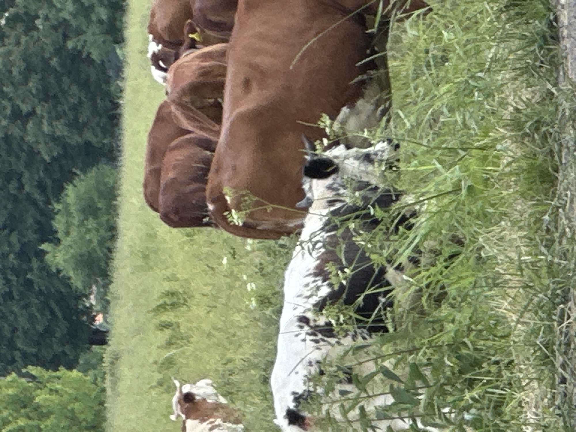 In a verdant, grassy field under a bright, overcast sky, a herd of cattle grazes. The cattle are predominantly brown with some white markings, characteristic of breeds like Simmental or Holstein. In the foreground, a cow with distinct black and white patches is visible, its head low to the ground as it eats. Behind it, several other brown cows are clustered together, their bodies partially obscured by tall grass and foliage. The background consists of a dense line of trees, suggesting a rural or park-like setting. The overall impression is one of peaceful pastoral activity. The scene is located in Dubrovitsy, Russia.