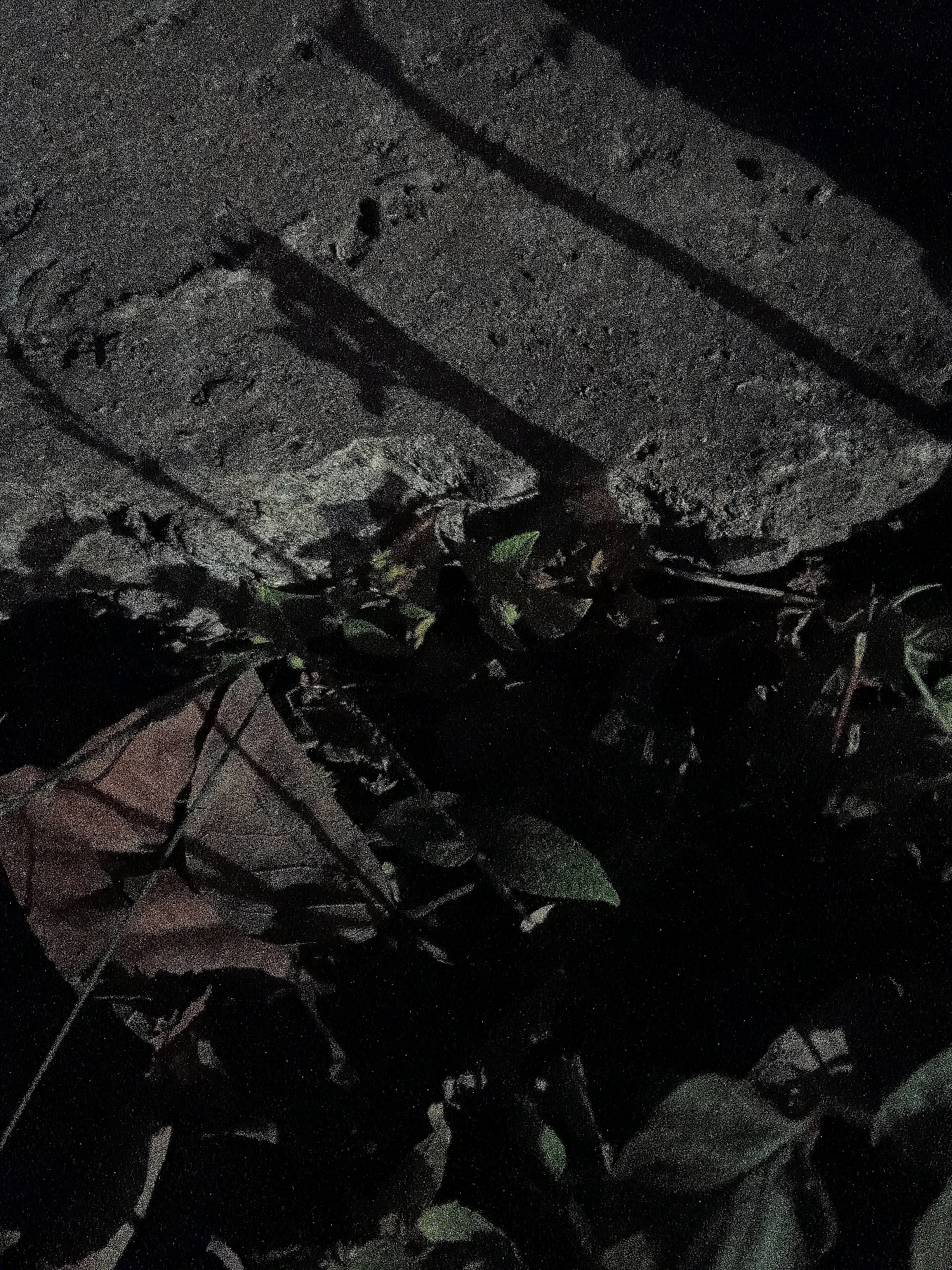 The image depicts a dimly lit outdoor scene with a focus on the ground. The upper portion of the image shows a rough, textured surface that appears to be concrete or asphalt, with distinct shadows cast across it, suggesting the presence of an overhead structure or objects. Below this surface, the ground is covered with a mixture of fallen leaves, some appearing reddish-brown and dry, and green foliage. The overall lighting is low, creating deep shadows and obscuring finer details, particularly in the lower half of the frame. There are no people visible in the image. The scene is consistent with an outdoor area, possibly a path or courtyard, in Cikal, Indonesia, given the dark, natural lighting conditions.