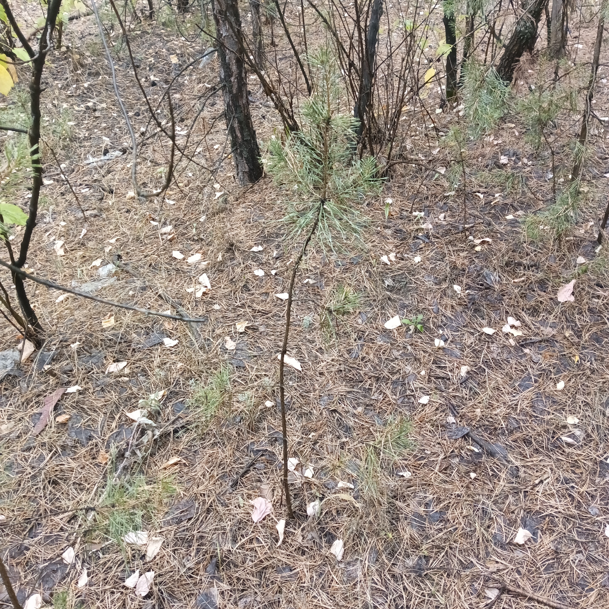 The image depicts a dense forest floor covered with pine needles and fallen leaves. Several small pine saplings are visible, along with thin, dry branches and tree trunks of varying sizes. The ground appears damp in places, with some dark patches that could indicate wet soil or decaying organic matter. A few white and light-colored fallen leaves are scattered among the pine needles. The overall impression is of a natural, slightly overgrown woodland environment.