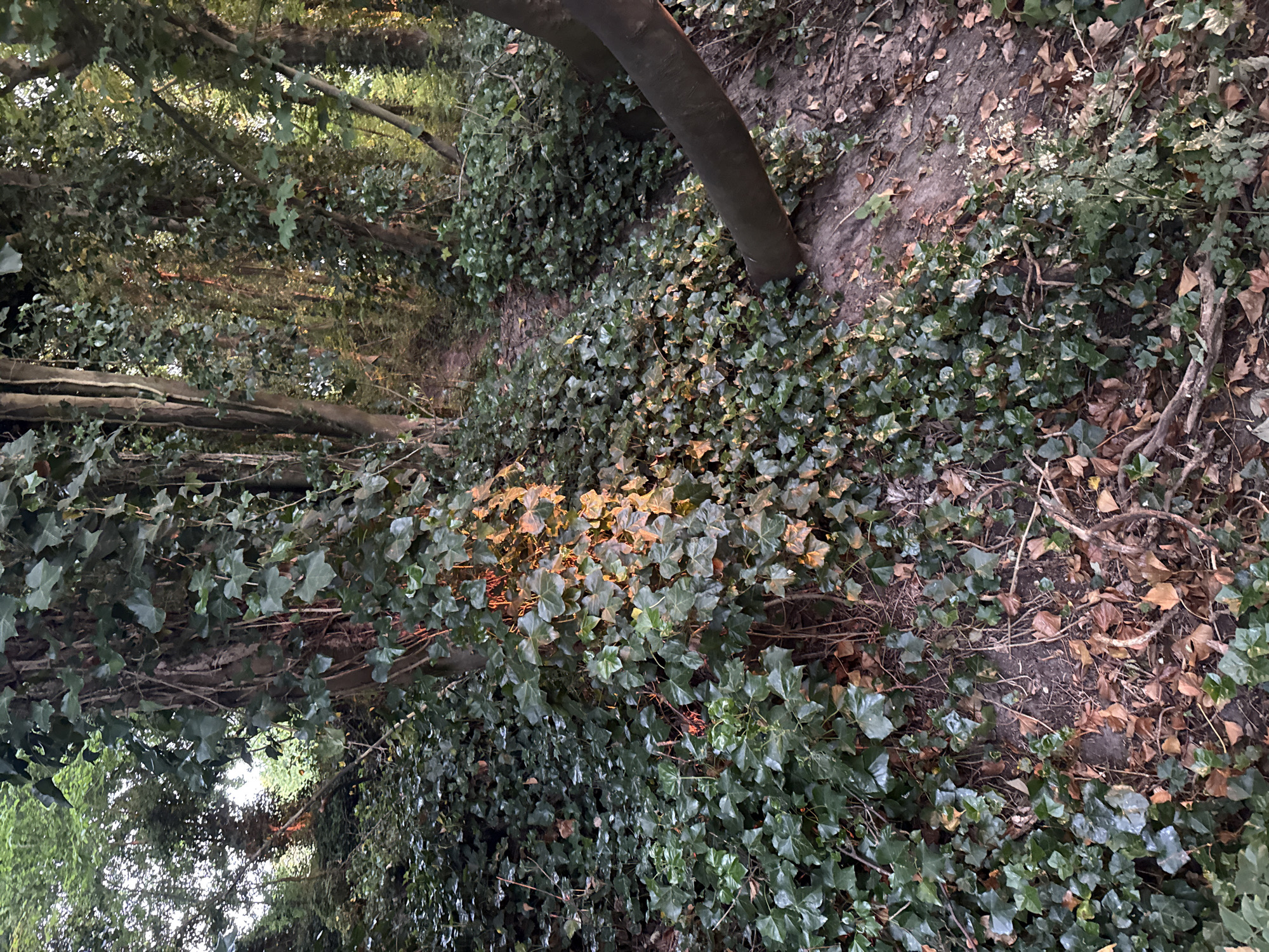 The image shows a ground-level view of an area covered with ivy and other ground vegetation. A tree trunk or branch lies horizontally across the upper right portion of the scene. A path or clearing is visible winding through the vegetation. The light suggests a wooded area. There's no indication of specific location such as "Great Yarmouth" and no discernible people or actions.