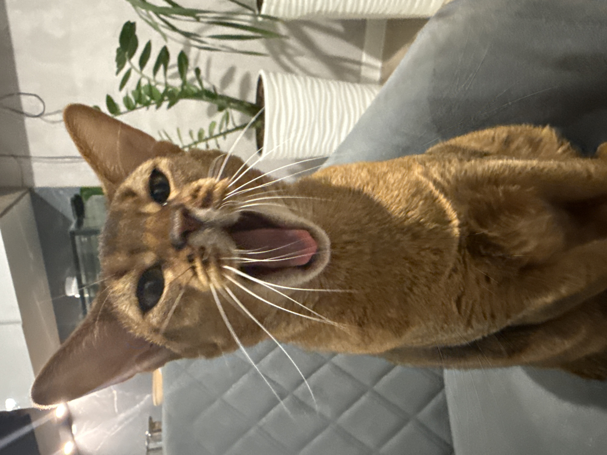 A close-up, head-on shot captures an auburn Abyssinian cat with its mouth wide open in a yawn. The cat is seated on a grey, quilted sofa. Its large, dark eyes are visible, along with prominent white whiskers that fan out from its muzzle. The background features two white decorative plant pots with ridged textures, each containing a green plant, and the suggestion of interior lighting. The scene is set in an indoor environment, possibly a living room, within the city of Semyonkovo, Russia.