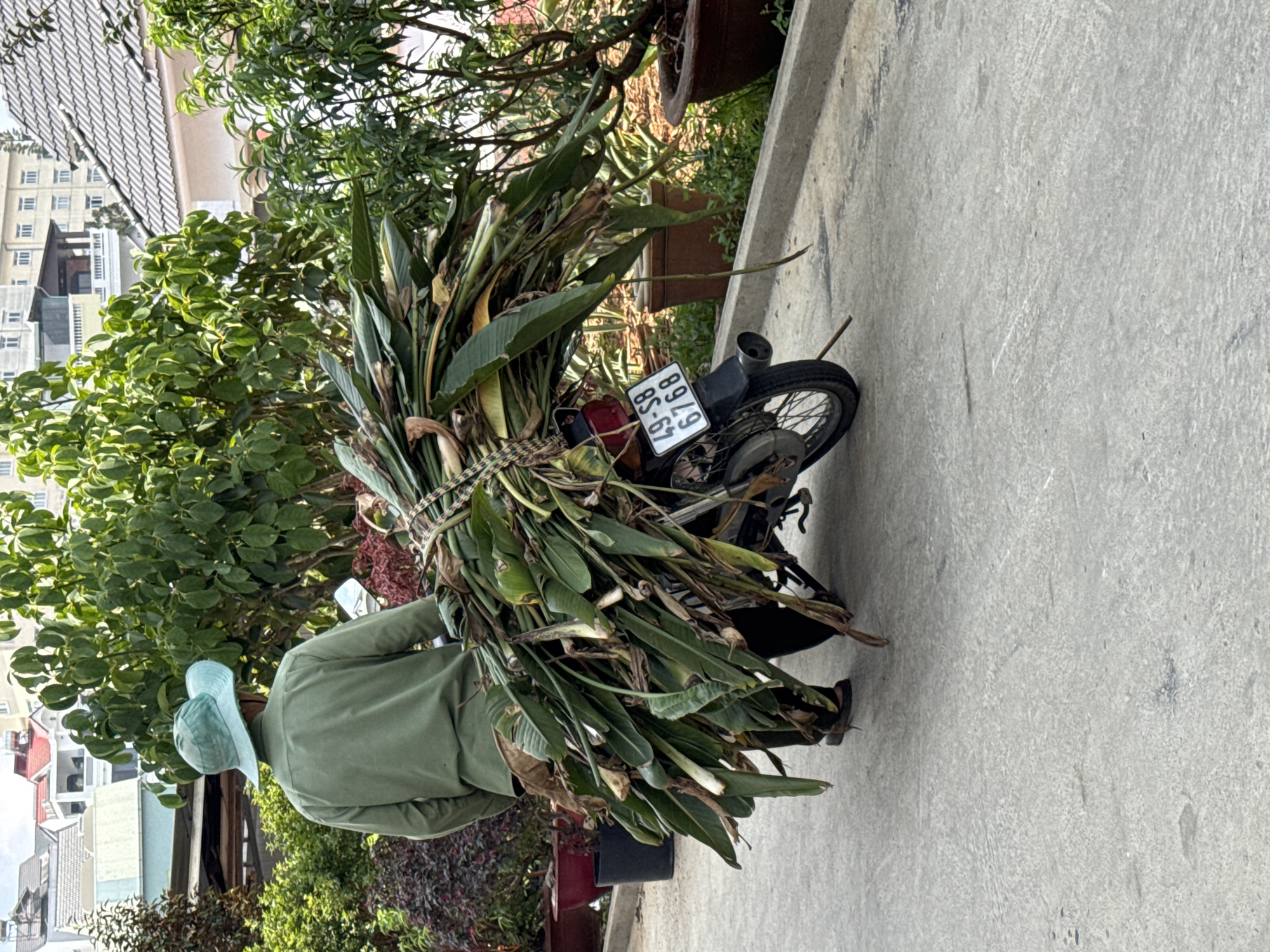 A person wearing a light green shirt and a light blue bucket hat is carrying a large bundle of green leaves tied with rope, resting it against a black motorcycle. The motorcycle is parked on a light gray concrete surface that appears to be a sidewalk or road. The motorcycle's license plate is visible, reading "8979 BS-67". Lush greenery surrounds the scene, including bushes, trees, and potted plants. In the background, buildings with light-colored facades and tiled roofs are visible, suggesting an urban setting. The photo was taken in Lâm Viên - Đà Lạt, Vietnam.