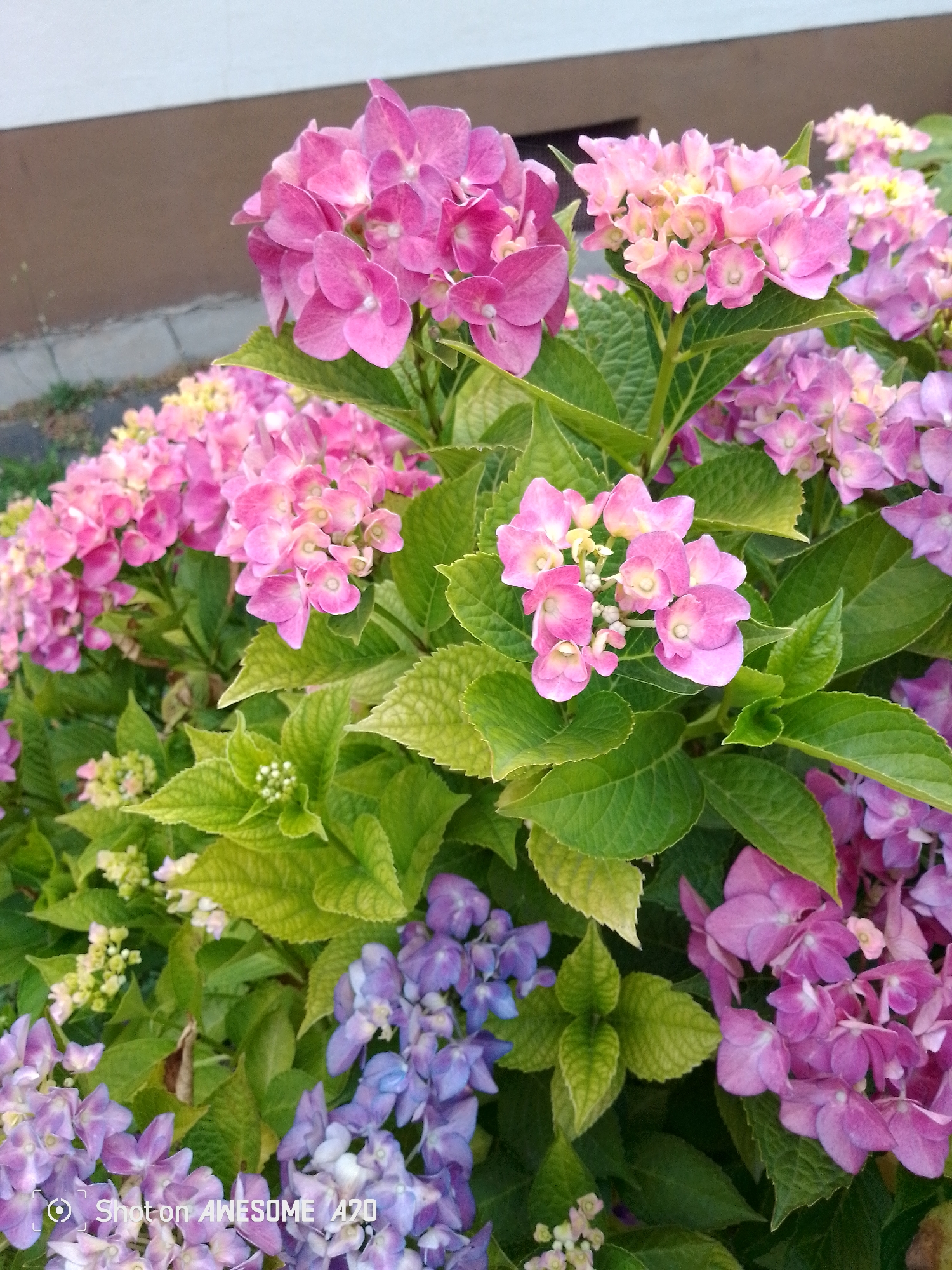 The image displays a close-up view of a cluster of hydrangeas in bloom. The flowers are a vibrant mix of pink and purple hues, with some lighter pink and yellowish tones also present. The hydrangeas are arranged in large, rounded clusters, with multiple small florets making up each bloom. Lush green leaves, characteristic of hydrangea plants, surround the flowers, some showing a slightly textured surface. In the background, there is a blurred brown and beige wall, suggesting an outdoor setting, possibly a garden or near a building. The lighting suggests it is daytime. A watermark at the bottom of the image reads "Shot on AWESOME A20".