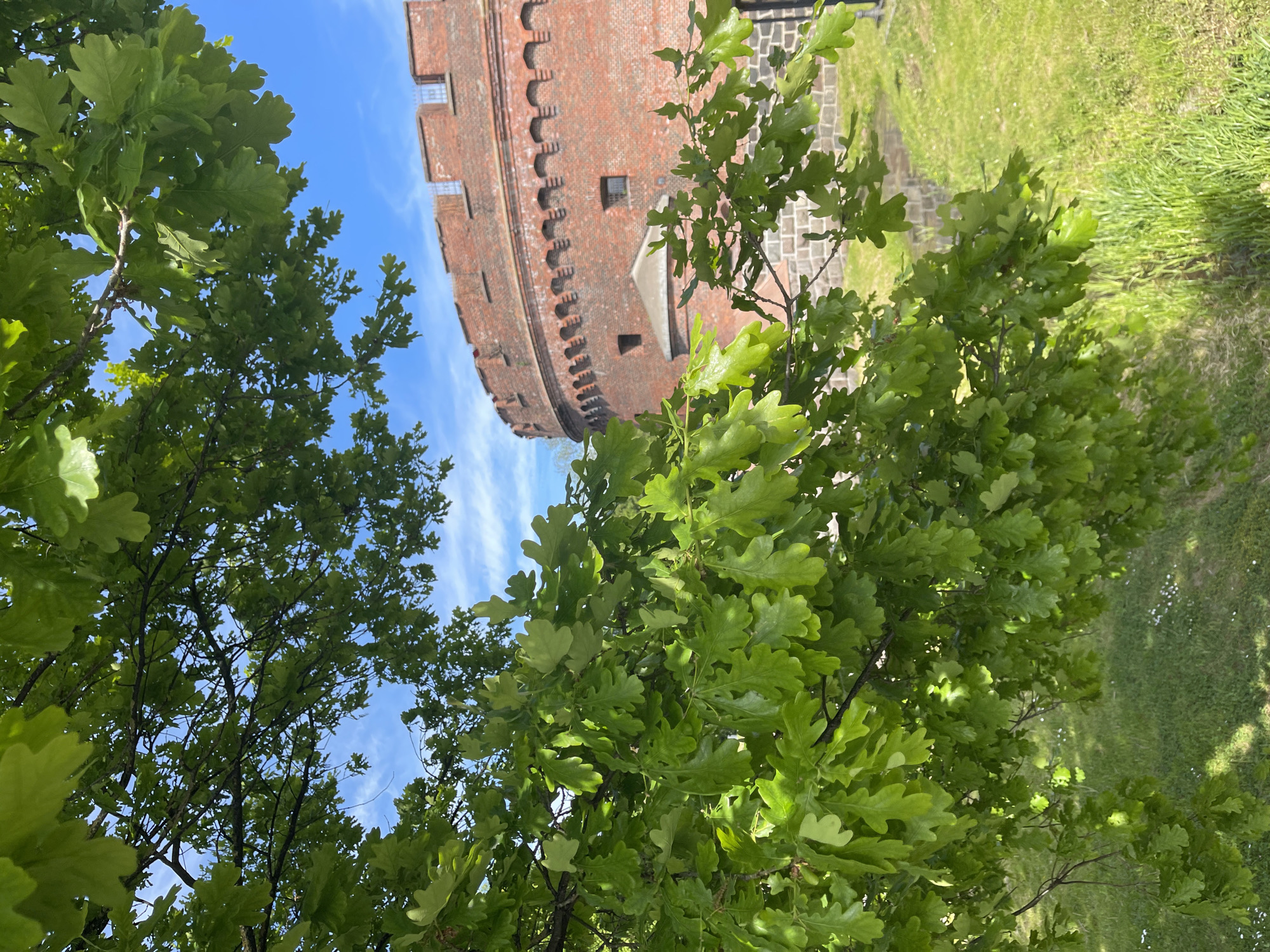 The image shows the Wrangel Tower, a 19th-century red brick fortification, partially obscured by trees with green leaves. The tower stands against a blue sky with light clouds. To the right of the tower, there is a grassy area. The image appears to be taken from below, looking up toward the tower. The tower is located in Kaliningrad, Russia.