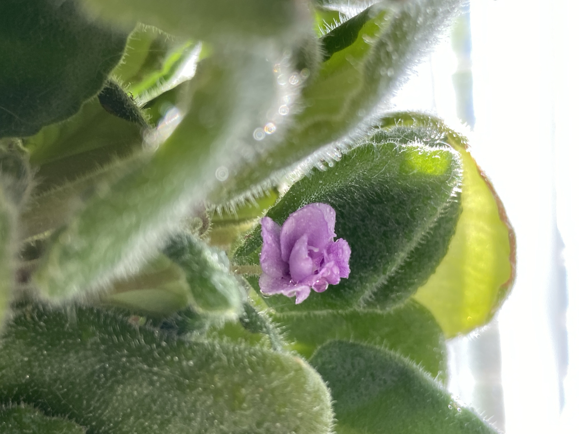A close-up of an African violet plant with a single small, light purple flower in bloom. The flower has droplets of water on its petals. The leaves of the plant are thick, green, and covered in fuzzy hairs. The scene appears to be indoors with bright sunlight filtering through a window in the background.