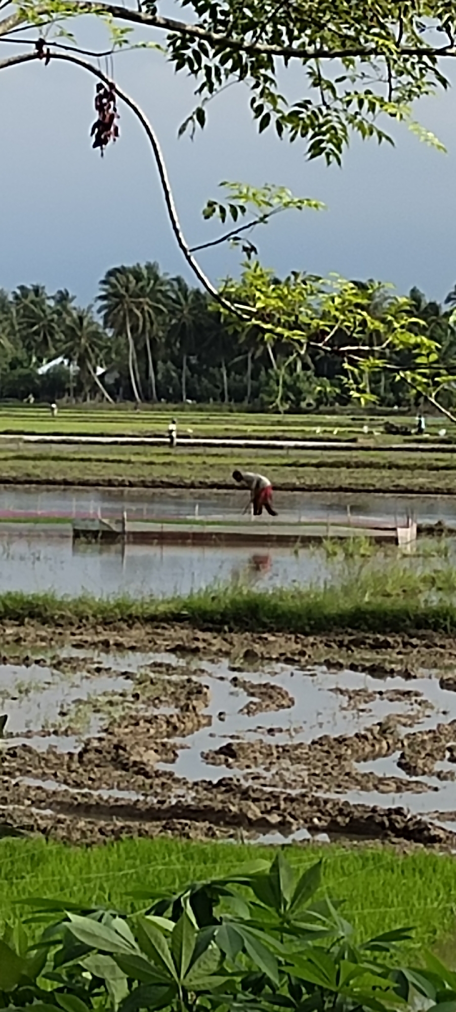 The image shows a paddy field in Peurupok, Indonesia. In the foreground, there are some green leaves. In the middle ground, a farmer is seen bent over, working in the waterlogged field. Further in the background, more paddy fields stretch out, bordered by palm trees under a cloudy sky. The scene captures a typical agricultural landscape in the region.
