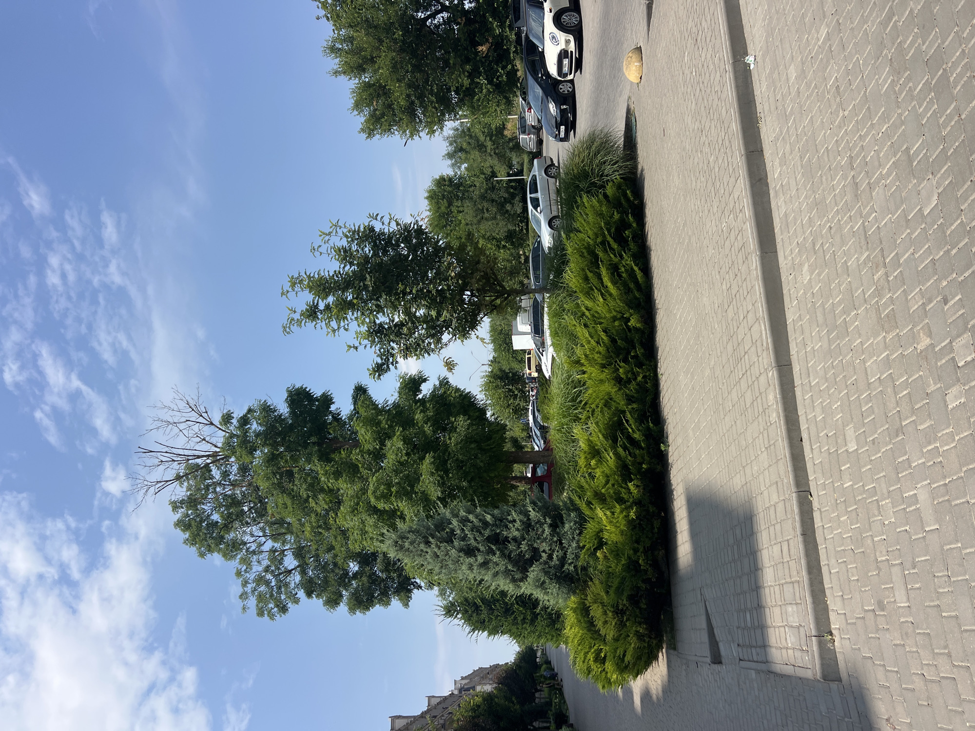 The image depicts a sunny day in a city with a clear blue sky and scattered white clouds. In the foreground, a paved walkway with interlocking grey bricks leads to a street. To the right of the walkway, a landscaped area features a large, dense evergreen bush, a tall conifer, and other trees. Beyond the landscaping, a parking lot is visible with several cars, including a white mini cooper, a black car, and a silver sedan. In the background, a row of multi-story buildings lines the left side of the street. The overall environment suggests a well-maintained urban area. No specific landmarks or signage clearly indicate the city of Fontanka, Ukraine, however, the scene is consistent with an urban setting in Ukraine.