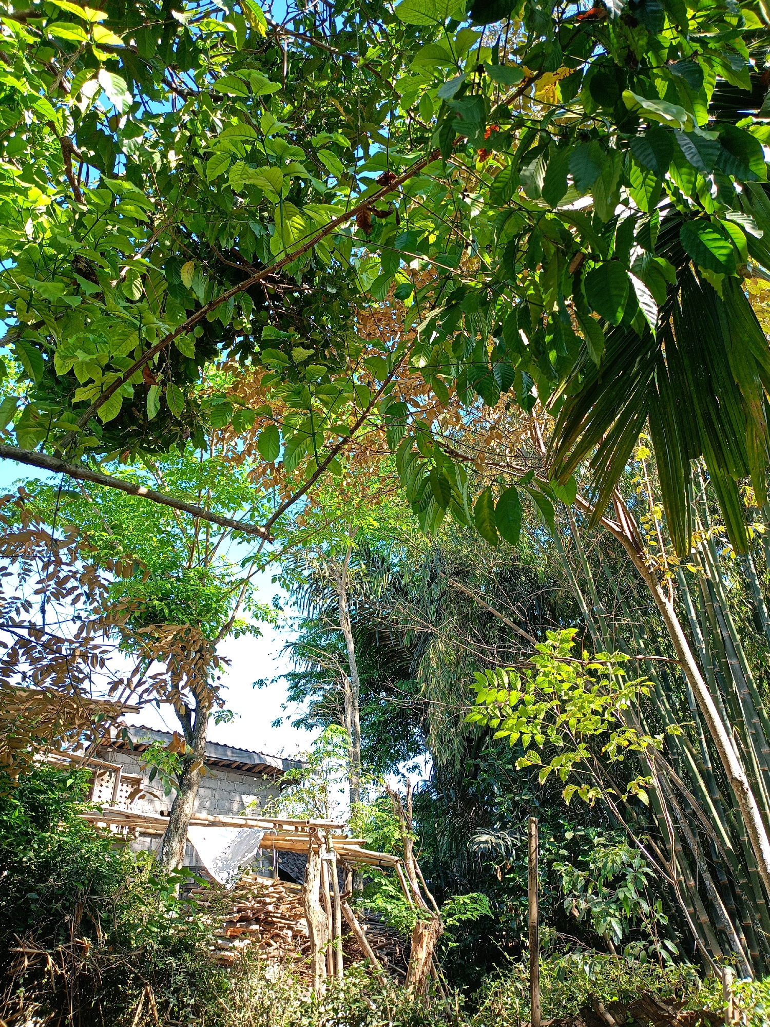 The image depicts a dense, verdant outdoor scene, likely in a rural or semi-rural setting within the city of Jelbuk, Indonesia. The foreground is dominated by lush green foliage, including large-leafed trees and bamboo stalks. Sunlight filters through the leaves, creating dappled light and shadows.
In the mid-ground, a building with a tiled roof and cinder block walls is partially visible, surrounded by trees and vegetation. A wooden structure, possibly a scaffold or a small shelter, is present near the building, constructed from bamboo poles and wooden planks. A pile of cut wood or branches is stacked near this structure.
The background shows a clear blue sky peeking through the canopy of trees, suggesting a sunny day. The overall impression is one of a natural, somewhat wild environment encroaching on human habitation. There are no people visible in the image. The scene appears static, with no discernible action taking place.