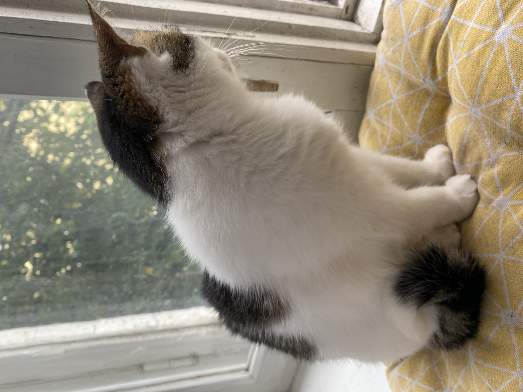 A calico cat with white, black, and brown patches sits on a yellow cushion with a geometric pattern. The cat is facing to the right, looking out a window. The window frame is white and appears old. Outside the window, there are trees with green leaves and some blurred yellow lights, suggesting it might be daytime. The cat's tail is curled around its hindquarters and is predominantly black with some grey markings. The scene is indoors, with the cat positioned near a window.
