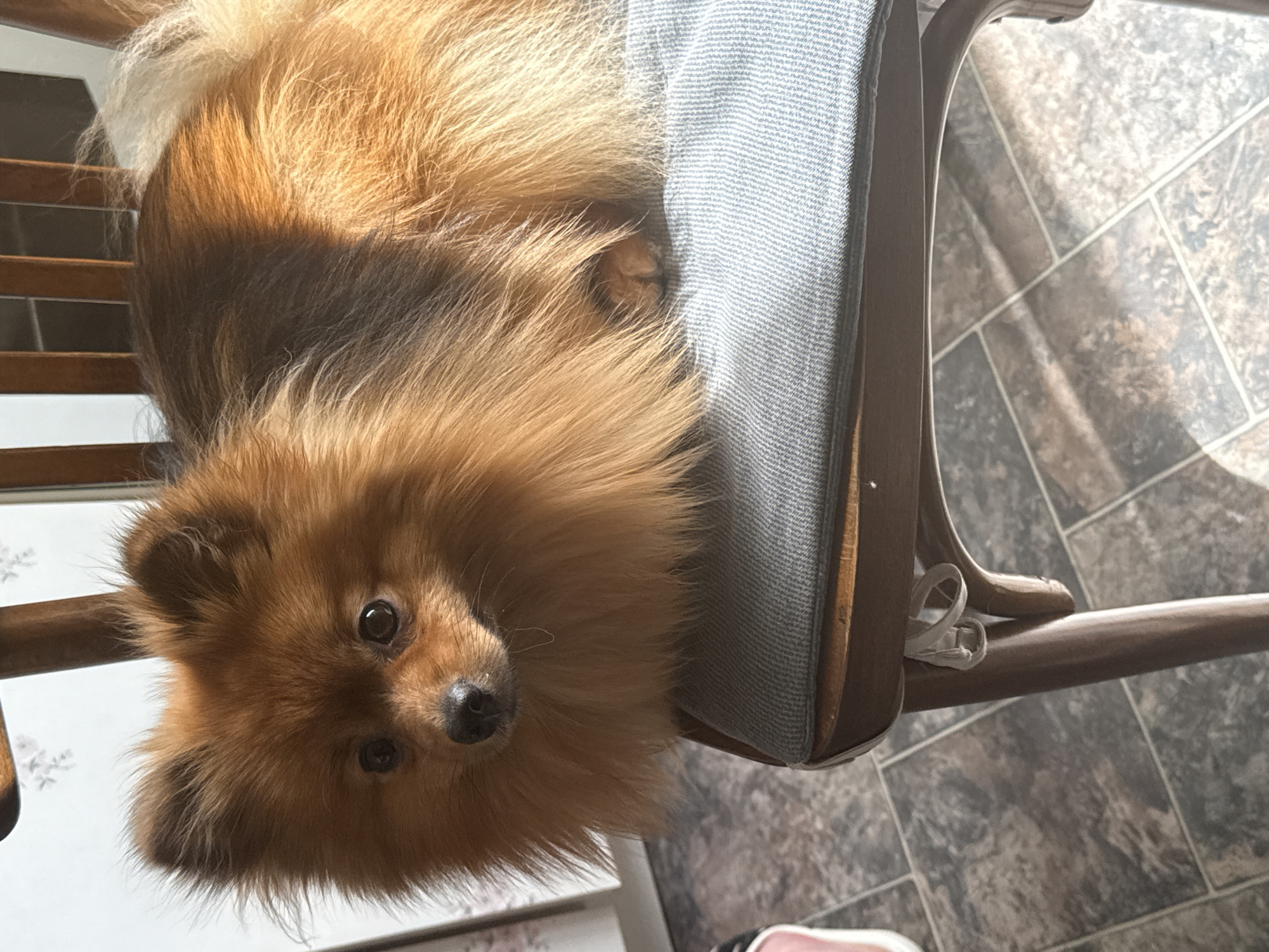 A brown Pomeranian dog is lying on a chair with a light blue cushioned seat. The dog is facing the camera with its head tilted slightly to the left. The floor is covered in dark gray and brown patterned tiles. A portion of a wooden chair is visible. The image appears to have been taken indoors. The location in the city of Khimki, Russia cannot be determined from the image.
