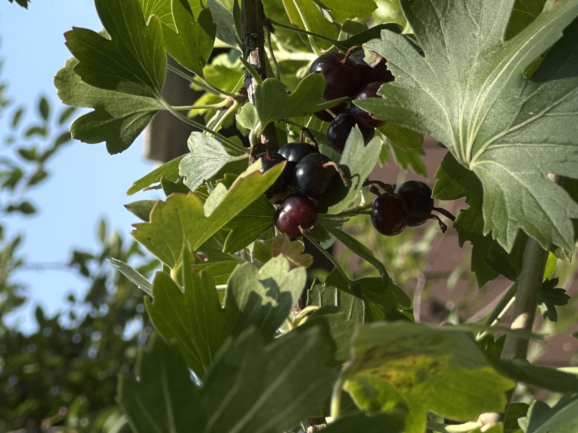 A close-up shot shows a branch of blackcurrants with several ripe berries clustered together. The berries are a deep, glossy black, with some tinged with a reddish-purple hue. They hang from thin stems, surrounded by vibrant green leaves. The leaves are broad and lobed, with serrated edges and prominent veins. Some leaves show slight yellowing or browning at the edges, suggesting the effects of sunlight or maturity.
In the background, out of focus, a light brown building can be seen, suggesting an urban or suburban setting. Above the foliage, the sky is a clear, bright blue. The overall scene depicts a natural element within a built environment, possibly a garden or yard in Lobacheve, Ukraine, given the context. The lighting suggests a sunny day, with sunlight filtering through the leaves, creating dappled shadows.