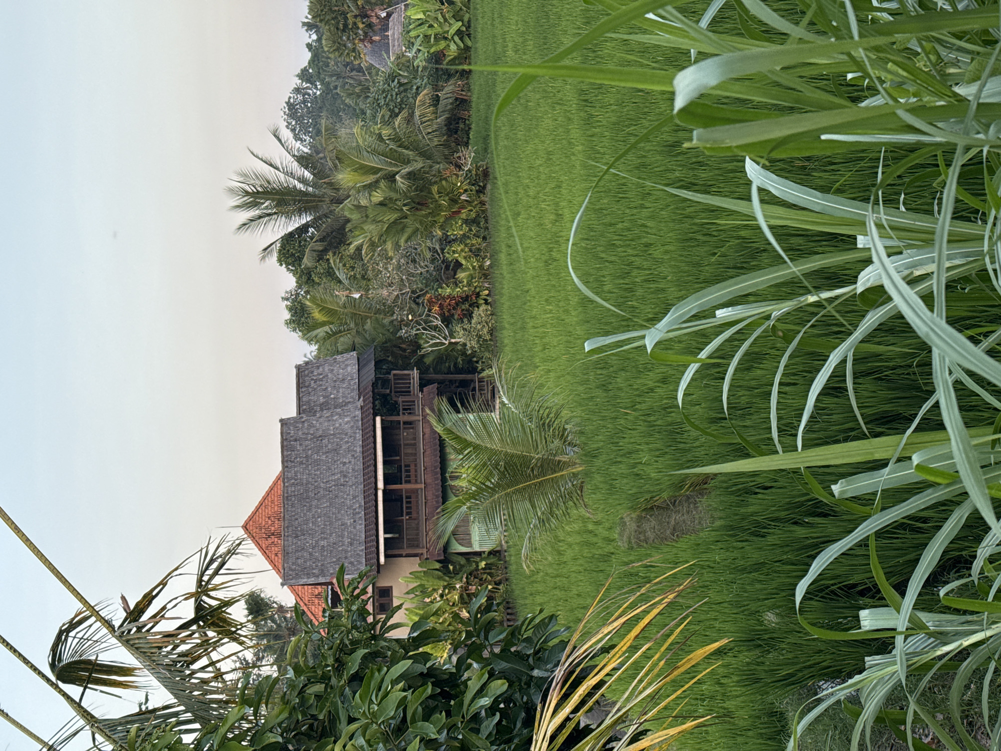 The image depicts a lush green rice paddy field in Tegallalang, Indonesia. In the background, a multi-story building with a red-tiled roof and dark wooden accents is partially visible, surrounded by dense tropical vegetation including palm trees. The foreground features tall, reedy plants with broad leaves, obscuring the lower portion of the scene. The sky is a pale, overcast hue. The overall impression is one of a serene rural landscape. There are no people or animals visible in the frame.
