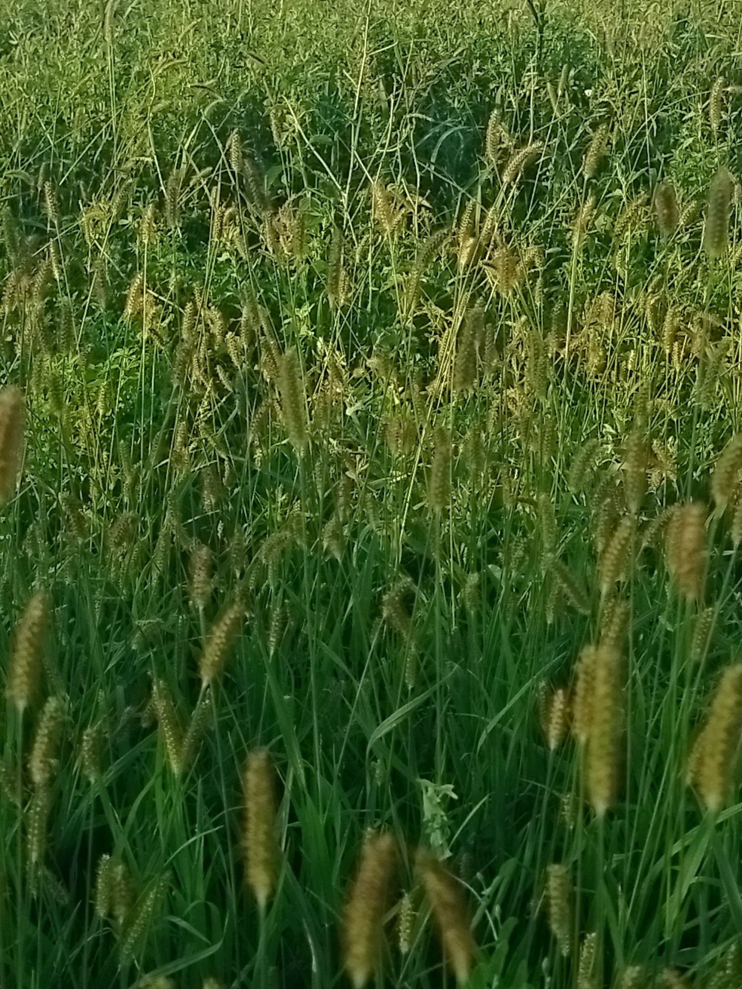 A full-frame, vertical shot captures a dense field of tall, green grass with feathery seed heads. The lighting suggests it is late afternoon or early morning, with soft sunlight illuminating the scene from the right, casting subtle shadows. The grass is predominantly green, with the seed heads exhibiting shades of brown and yellow. The background is a blur of more grass, indicating a natural, uncultivated environment. No people or structures are visible. The scene is likely located in a rural or natural area, potentially on the outskirts of the city of Көлкент, Kazakhstan, given the landscape.