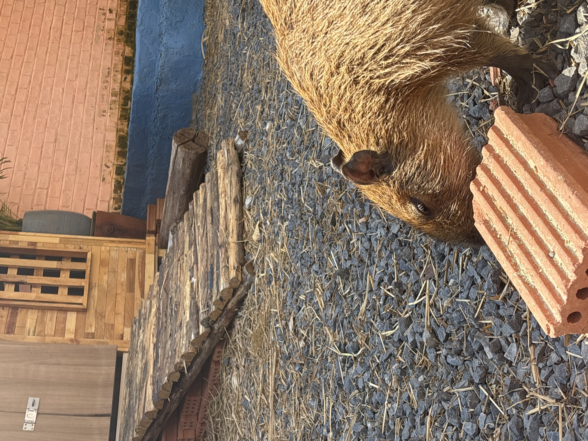 The image, correctly oriented, displays a capybara, a large semi-aquatic rodent, positioned on the right side of the frame. The capybara's head is visible, facing towards the left, with its dark eye and ear partly seen. Its coarse, reddish-brown fur is brightly lit by sunlight. The ground beneath the animal is composed of dark gray gravel mixed with dried straw or hay. To the immediate right of the capybara's head is a reddish-orange, hollow brick with a textured, ridged surface.
In the background, extending across the mid-ground, is a rustic wooden fence constructed from vertical logs. Beyond the fence, several man-made structures are visible. A section of a blue-painted wall or barrier stretches horizontally. Further to the left and behind the blue wall, a light peach-colored brick wall is seen. Below the blue wall, additional wooden structures, including what appears to be a wooden crate or pallet and other wooden panels, complete the background elements.
The scene depicts an outdoor enclosure or habitat, likely within a sanctuary, zoo, or similar animal facility. The bright, clear lighting indicates it is daytime. There are no people visible, and the capybara appears calm. No discernible text is present in the image. The setting is consistent with an animal enclosure found in a location like Choeng Thale, Thailand.