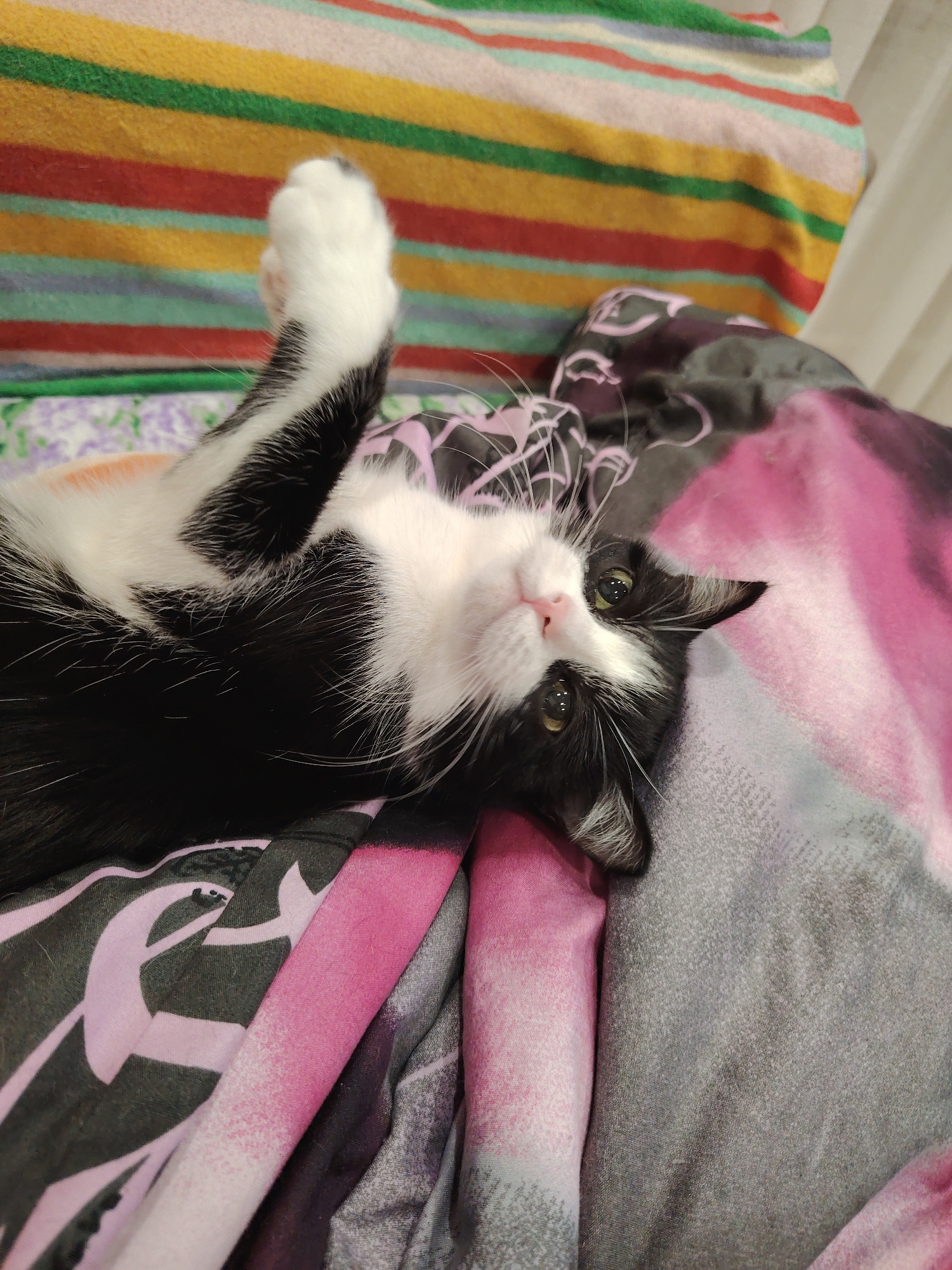 A black and white cat is lying on its back on a colorful striped blanket and a pink and gray patterned blanket. The cat is looking up towards the camera with its eyes open. Its front left paw is raised in the air. The blankets are arranged in a way that suggests a bed or a sofa. The background is blurred, but appears to be a light-colored curtain. There are no people or other animals visible in the image. The location is unknown.
