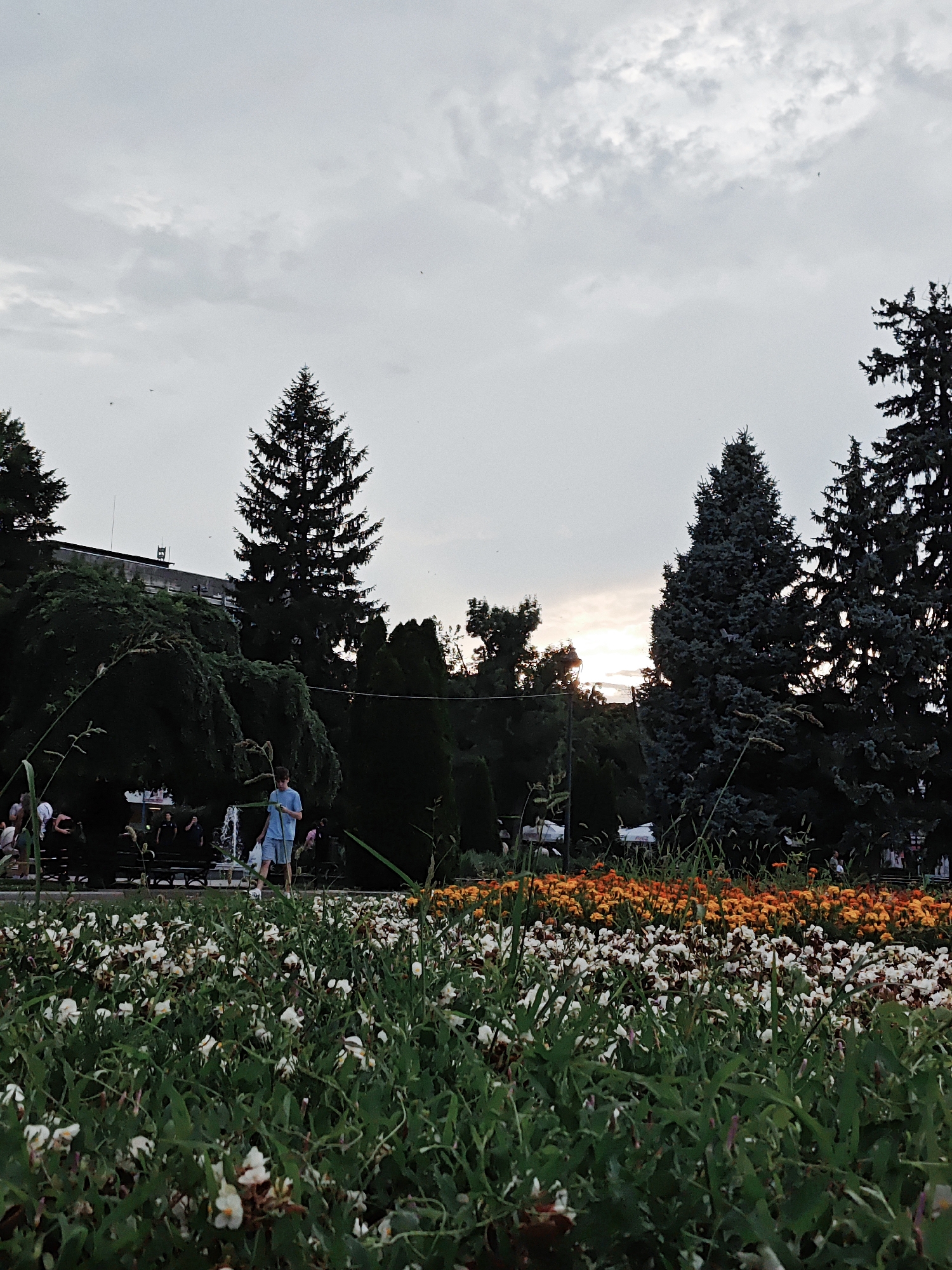 In a park, the foreground is dominated by a dense bed of white and green flowers. Behind the flowers, a young man in a blue t-shirt and shorts walks towards the right, holding a hose. He is near a fountain and several park benches occupied by people. Further back, a line of orange flowers is visible, and beyond that, a variety of trees, including tall evergreen trees and a large weeping tree. A building with a flat roof and a darker upper section is visible behind the trees on the left. The sky is overcast with soft clouds, and the sun is setting, casting a warm glow through the trees. The overall impression is a peaceful park scene in the late afternoon.