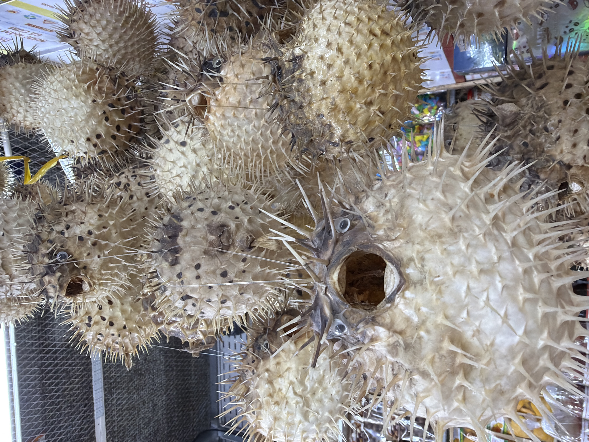 The image shows a close-up, eye-level view of a collection of dried pufferfish displayed for sale. The pufferfish are mounted and suspended, creating a dense arrangement where their spiky bodies are the primary focus. The largest pufferfish, in the foreground, is particularly detailed, revealing its open mouth and visible eyes. The background is a blur of market stalls, with some faint signage and colorful objects suggesting a marketplace environment. The lighting is natural, coming from above, and casts subtle shadows on the pufferfish. The overall impression is one of a display in a local market, likely a souvenir or seafood market, in Nha Trang Ward, Vietnam.