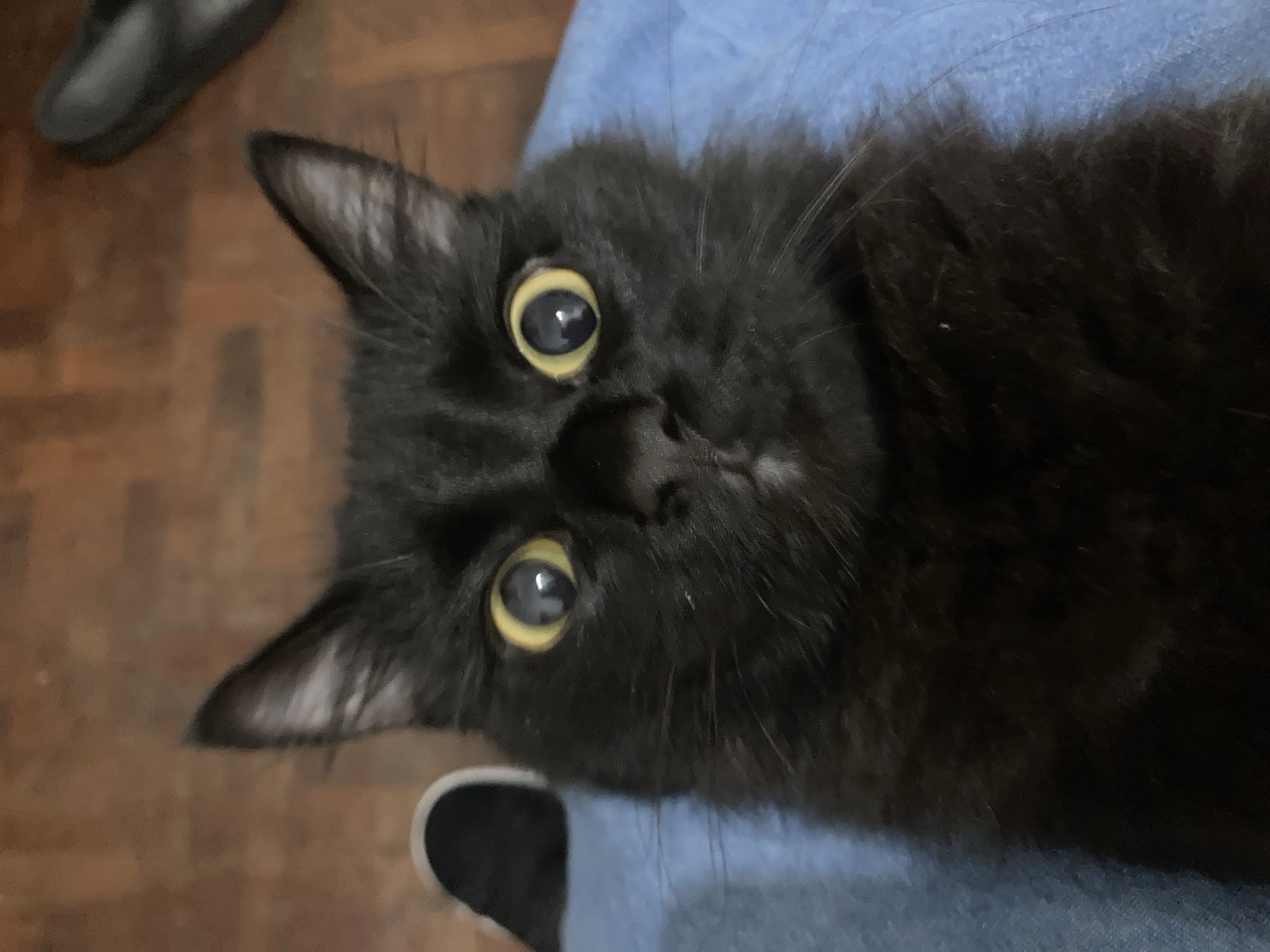 A close-up shot depicts a black cat with yellow eyes gazing directly at the viewer. The cat is positioned on a light blue surface, likely fabric. The background includes a dark object at the upper left and a white object at the lower left, both partially visible. The environment suggests an indoor setting. The location is Unknown, Unknown.