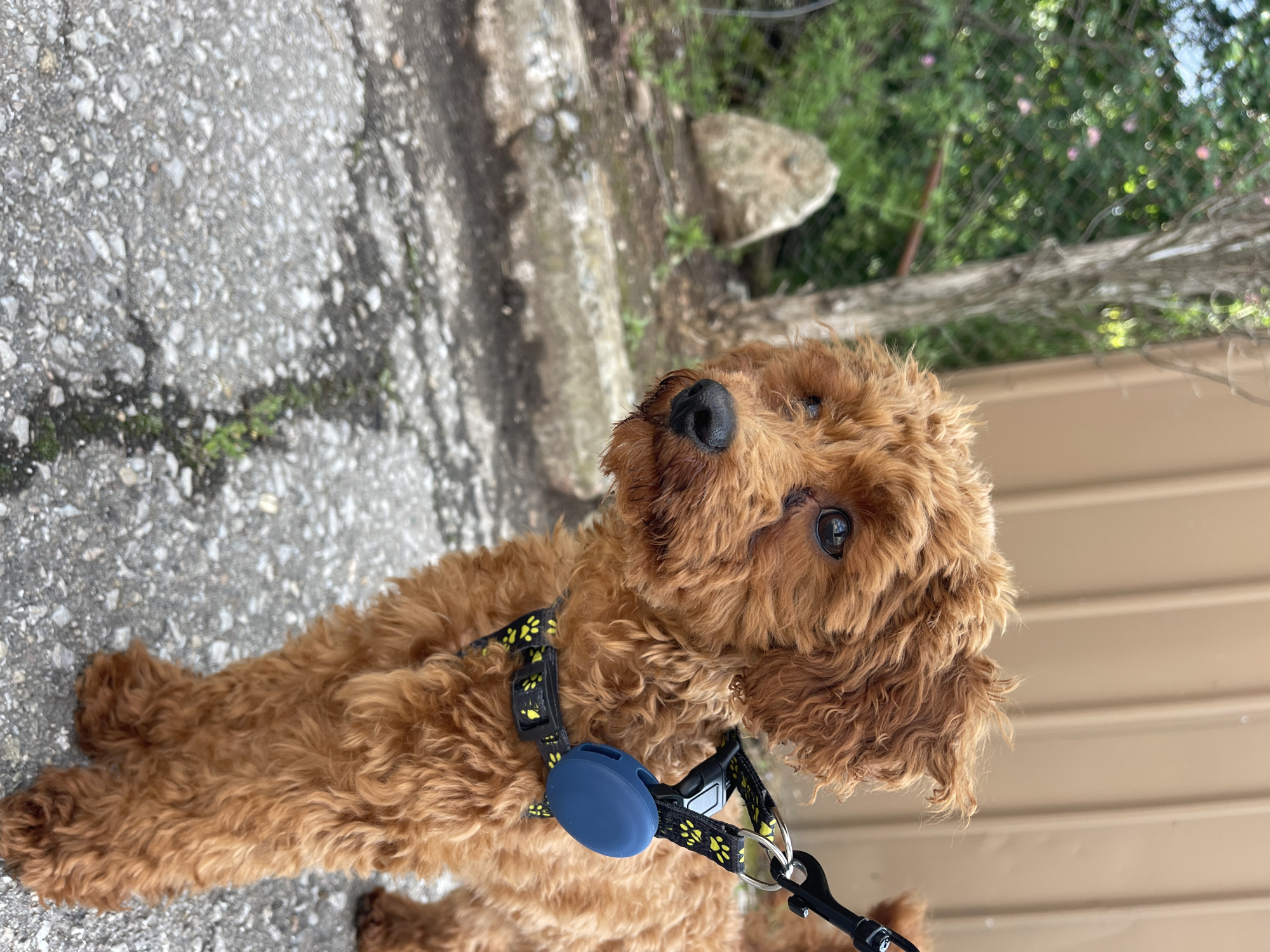 A reddish-brown poodle dog with curly fur is the central subject of the image, wearing a black leash and patterned collar with yellow paw prints. The dog is standing on a pavement surface, which is a mix of cracked concrete and asphalt. To the left of the dog, there's visible vegetation growing through the cracks in the pavement. In the background, there's a glimpse of greenery suggesting trees and bushes, partially obstructed by what appears to be a beige or light-colored wall or fence. The image is rotated and appears to be taken outdoors, with natural light illuminating the scene. The location of the image is impossible to determine.