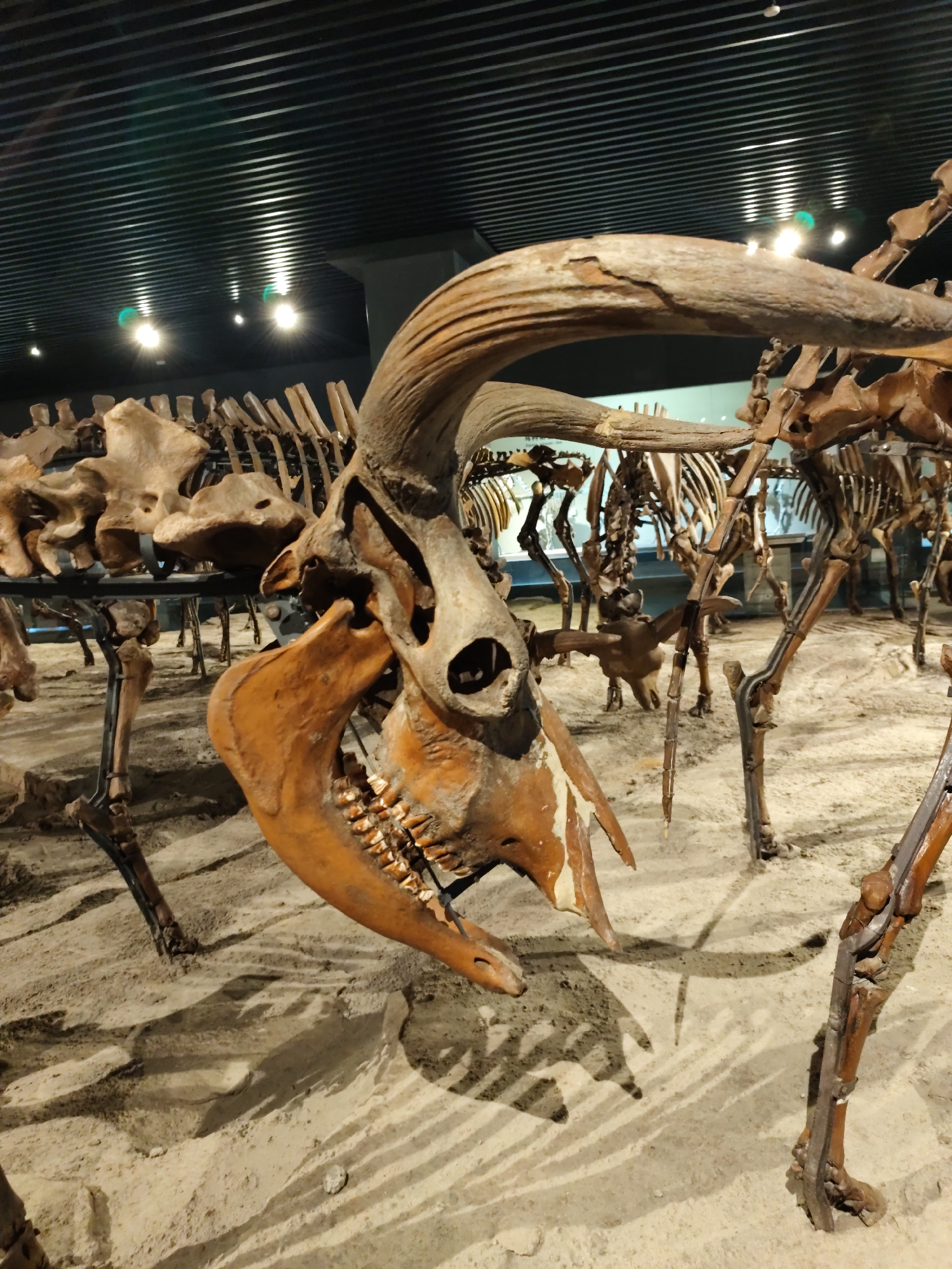 A full skeleton of a prehistoric mammal is displayed in a museum exhibit in Longfeng District, China. The skeleton features prominent, curved horns and a large jaw with visible teeth. The bones are brown and appear to be fossilized, resting on a sandy surface within an enclosed display. The background is dark with a slatted ceiling and overhead lighting, some of which creates lens flare. Other fossilized skeletons are visible in the background, suggesting a larger collection of prehistoric animal exhibits. There are no people or animals present in the image.