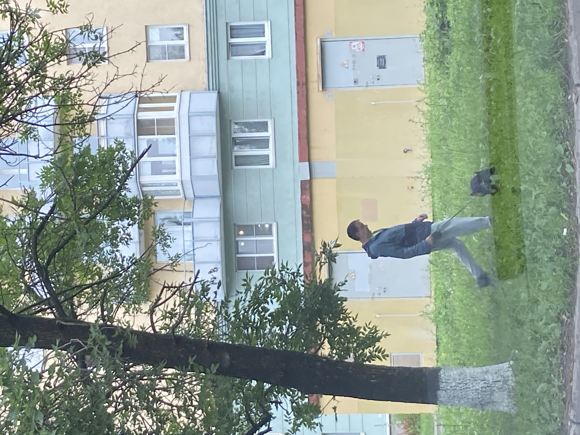 In a Saint Petersburg scene, a person is walking a dog on a leash across a grassy area next to a multi-story building. The building has a yellow facade on the upper floors and a light blue section on the lower floors. There are several windows visible on the building, some with balconies. To the left of the building, a tree with green leaves partially obscures the view. The dog, a dark-colored animal, is in the foreground on the grass, and the person is walking behind it. The person is wearing a dark jacket and light-colored pants. The sky is overcast, suggesting it might be a cloudy day. There are no clear indicators of the time of day, but the lighting suggests it is daytime. A metal utility box with some markings is visible on the side of the building. The overall setting appears to be a residential area in an urban environment.