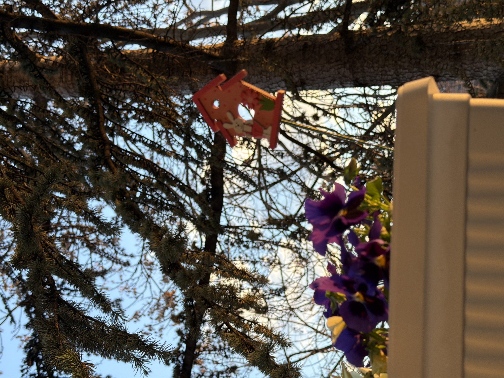 The image shows a scene in Plovdiv, Bulgaria. A small, brightly colored, wooden birdhouse, decorated with a bunny and a flower, hangs from a thin metal rod attached to a tree branch. The tree is a conifer, its needles visible against a light blue sky. Adjacent to the birdhouse, partially obscured and slightly out of focus, are several vibrant purple pansies. Next to the pansies, the corner of a white structure, possibly a fence or building, is visible.