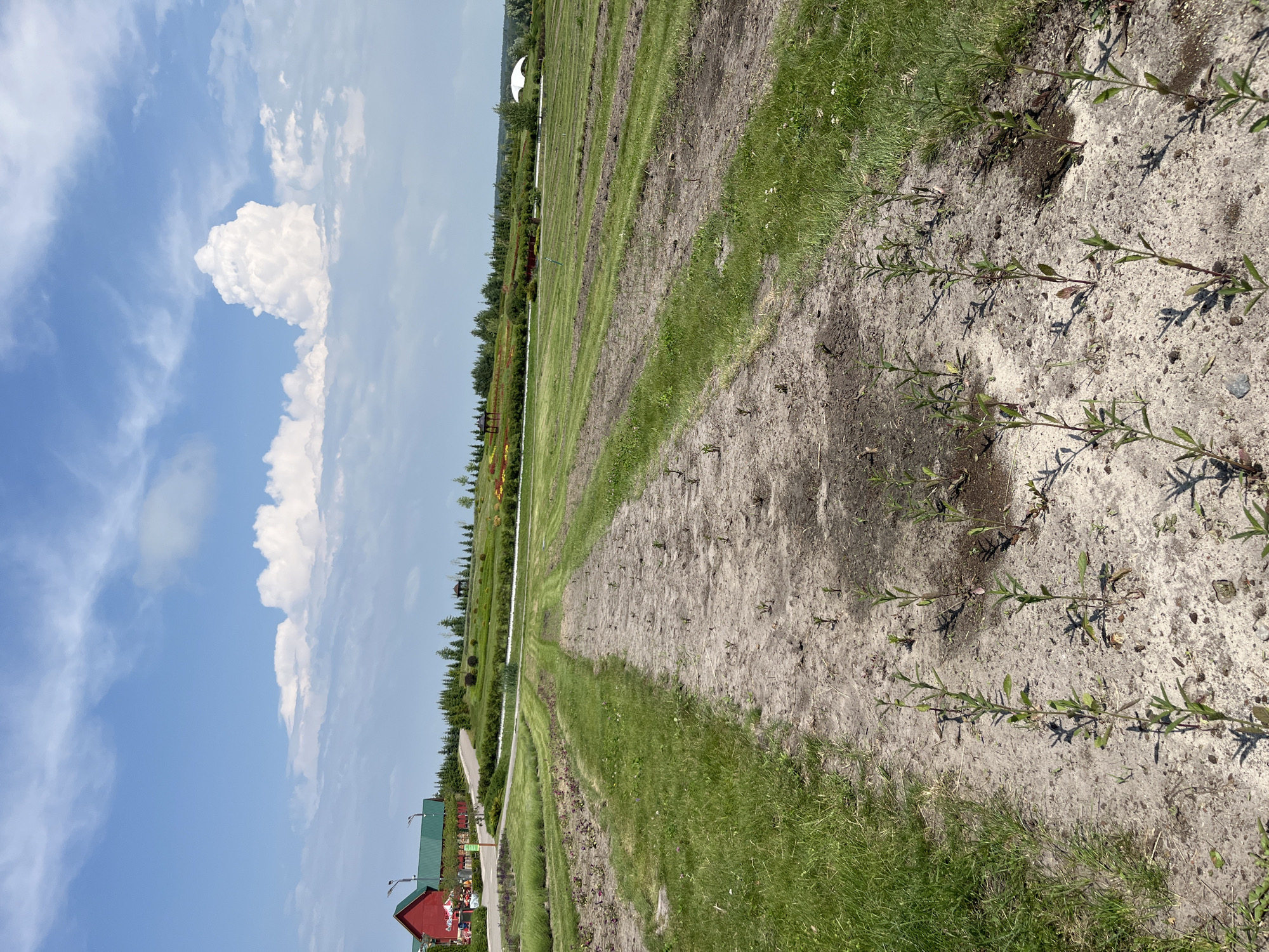 This image depicts an outdoor scene with rows of young plants in sandy soil, bordered by grass. In the background, a red building with a green roof is visible, along with trees and a paved pathway. The sky is blue with scattered white clouds. The location is specified as Severynivka, Ukraine.
