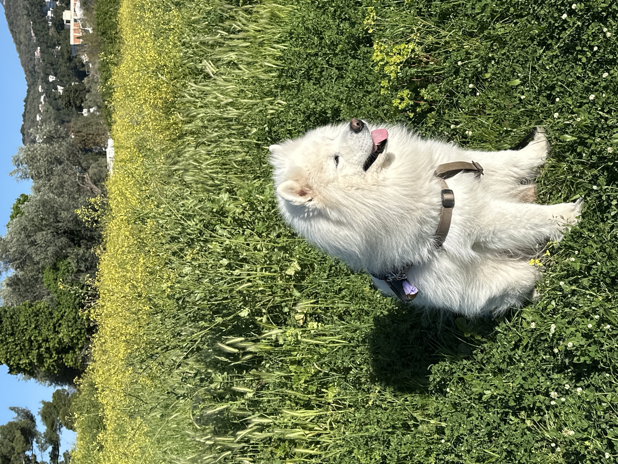 A medium-shot, eye-level, rotated photograph depicts a white Samoyed dog lying on its side in a field in the city of Šušanj, Montenegro. The dog is positioned in the center-right of the frame, with its head tilted upwards and its tongue extended. It wears a brown harness. The field is a mix of green grasses, clovers with white flowers, and yellow wildflowers. In the background on the left side of the frame, there is a hillside covered in trees and houses, visible under a blue sky. The scene appears to be taken during a sunny day.