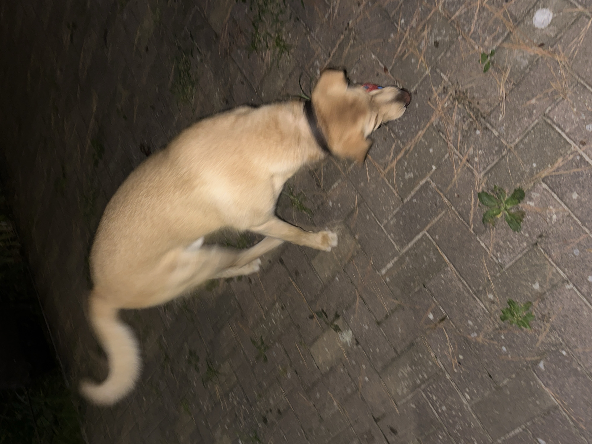 A light-colored dog with a bushy tail is sniffing the ground on a paved area. The dog is wearing a dark collar. The ground is made of interlocking brick pavers and is littered with dry pine needles and a few small green plants. The lighting suggests it is nighttime or dusk. The image appears to be taken in a park or outdoor public space. The location is specified as Sochi, Russia.