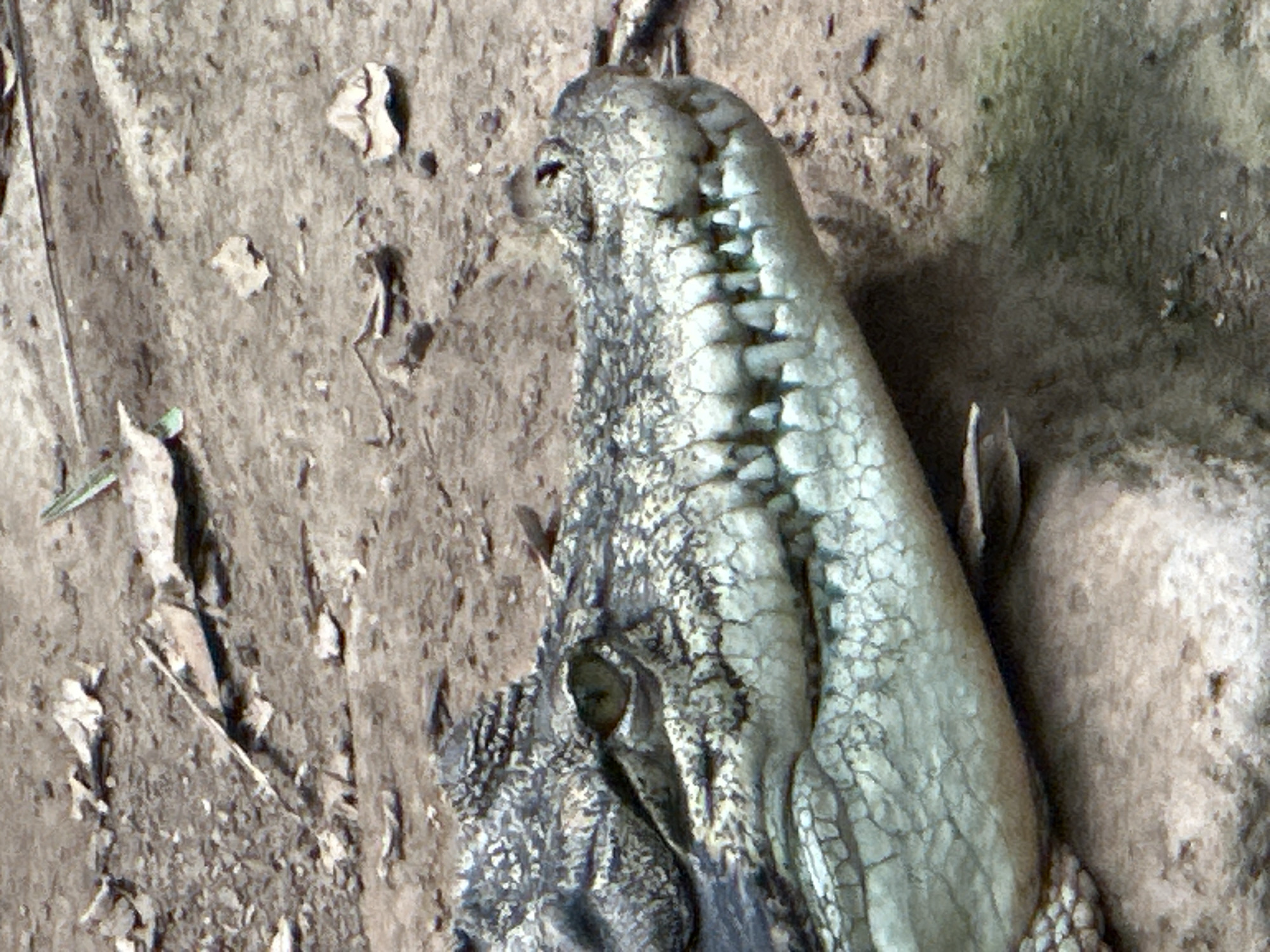 A close-up shot shows the head of a crocodile resting on a rocky, dry surface. The crocodile's eye is visible, and its teeth are clearly exposed. The background is a textured, earthy ground with some scattered debris, possibly leaves and small stones. There is no indication of the city of Barcelona, Spain, or any human presence in the image.