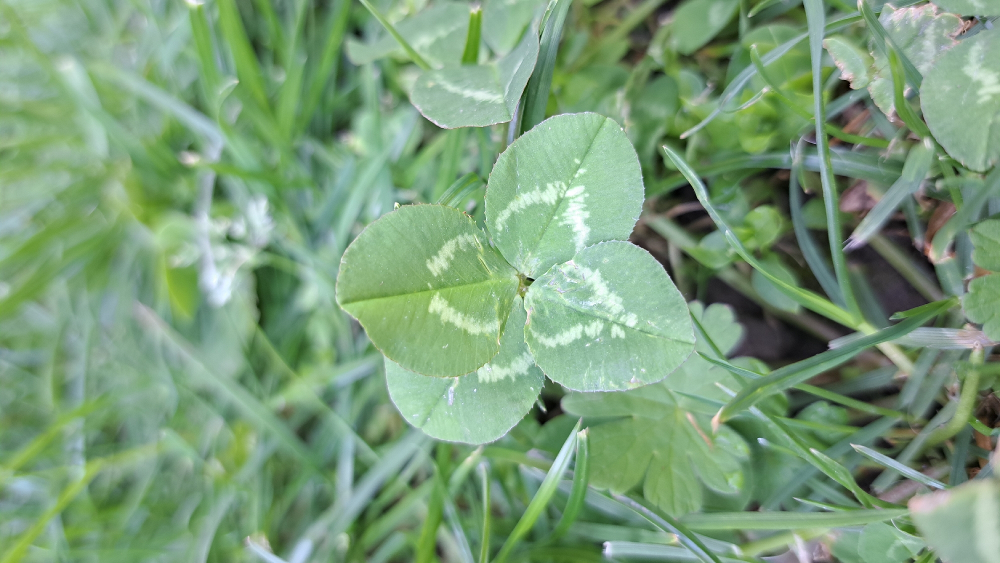 The image shows a four-leaf clover growing in a patch of grass. The clover is the focal point, with its four leaves prominently displayed. Each leaf has a horseshoe-shaped marking. The grass surrounds the clover, providing a natural background. The location is Unknown, Unknown.