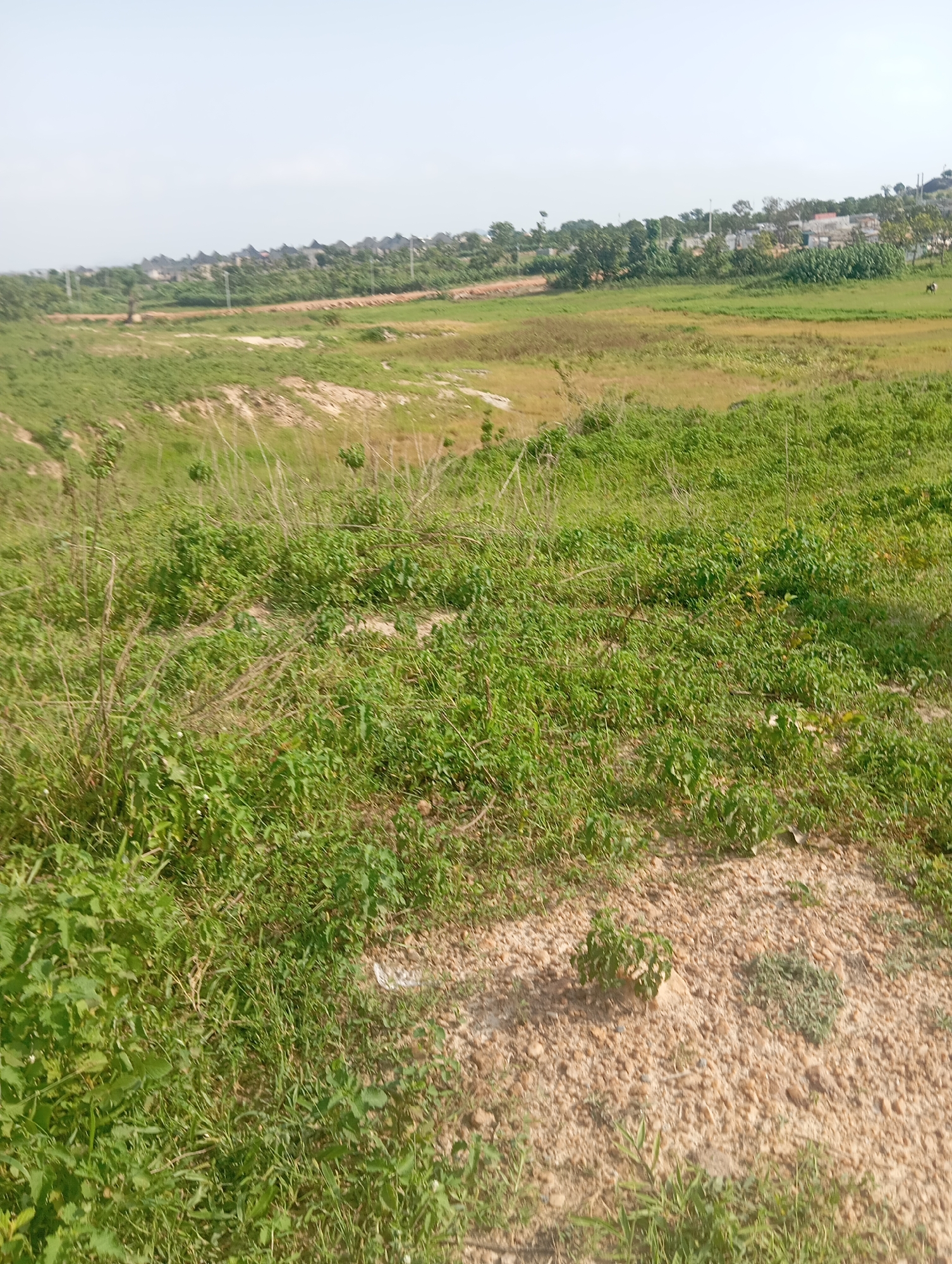 This is a landscape photograph taken in Karsana 2, Nigeria. The image depicts a vast, undeveloped plot of land with rolling hills covered in green vegetation and patches of dry, sandy soil. In the distance, a cluster of houses with distinctive conical roofs can be seen, suggesting a residential area under development. Some trees and utility poles are also visible, scattered across the landscape. The sky is clear and bright, indicating it is daytime with fair weather. There are no people or specific objects of interest in the foreground, emphasizing the natural and undeveloped state of the land. The overall impression is one of an open, rural, or suburban setting on the outskirts of a populated area.