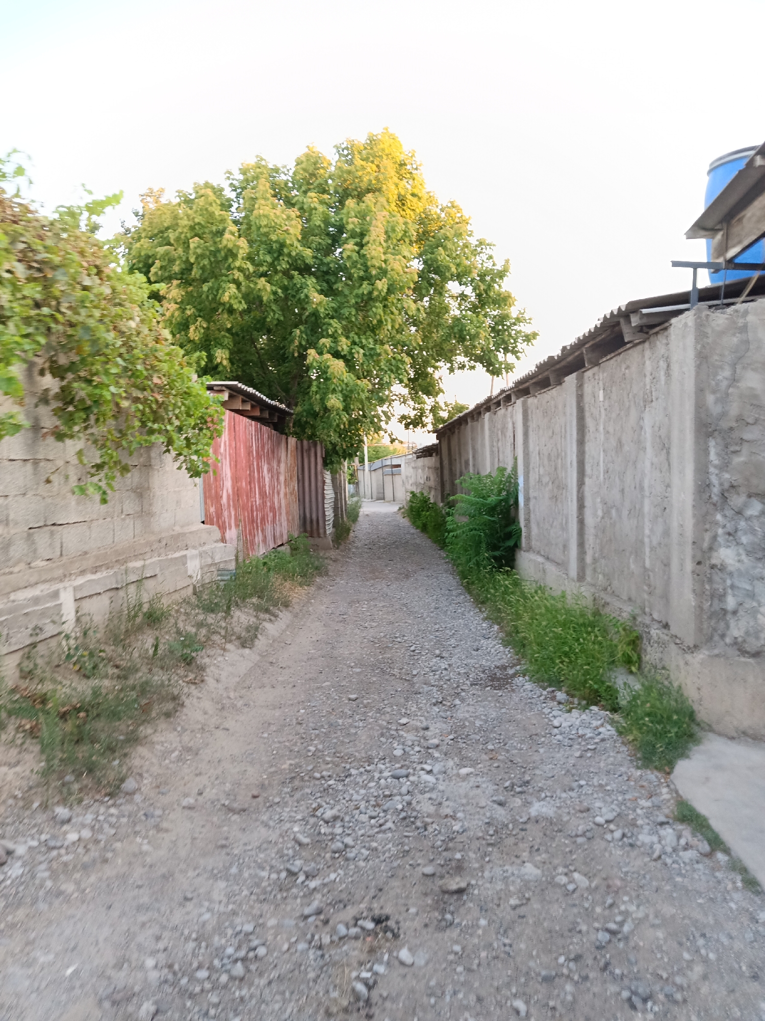 The image depicts a narrow, unpaved alleyway in Shymkent, Kazakhstan, likely a residential area. On the left, a low, rough concrete wall, possibly made of cinder blocks, runs along the path. Adjacent to it is a section of weathered, corrugated metal fencing, appearing rusty red and orange. Above this fence, green foliage from a tree extends into the frame. To the right of the alley, a long, rough concrete wall with vertical indentations dominates the view, suggesting it forms the boundary of properties. Lush green grass grows along the base of this wall and a small cluster of green shrubs is visible in front of it. Further down the alley, the wall continues, and a distant gate or opening can be seen. In the upper right corner, a portion of a building's roof is visible, covered with corrugated material, and a large blue plastic barrel is precariously perched on top. The sky above is a pale, washed-out white, indicating either early morning or late evening light. The ground of the alley is composed of small pebbles and dirt. No people are present in the image.