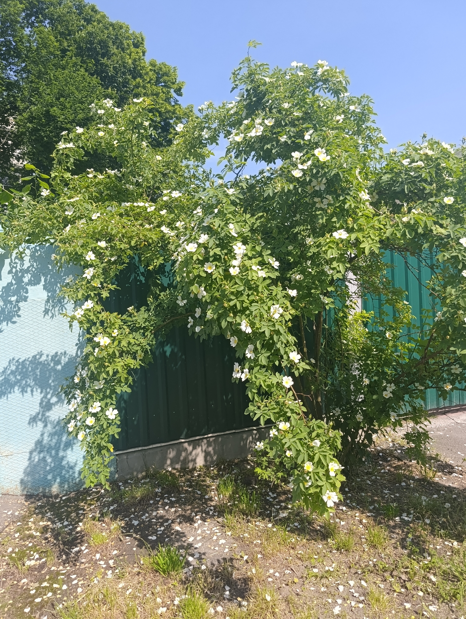 This image captures an outdoor scene in Chernihiv, Ukraine, under bright sunlight. A large, dense flowering bush, characterized by vibrant green foliage and numerous white, five-petaled blossoms with yellow centers, dominates the center and right side of the frame. The bush's branches extend over and partially conceal a dark green metal panel fence, possibly corrugated, located to its right. To the left, the bush grows against a light blue textured wall or fence, which displays a diamond-grid pattern. Distinct shadows of the bush's leaves and branches are cast upon both the blue wall and the ground, indicating direct sunlight from the upper right. The ground in the foreground is a mix of dry earth and sporadic patches of green grass, significantly covered with scattered white petals, suggesting a recent bloom or active shedding. A concrete curb or base runs along the bottom of the dark green fence. In the upper left background, dense canopies of mature green trees are visible, extending beneath a clear, bright blue sky that fills the upper right portion of the image. No individuals or animals are present in the scene.
