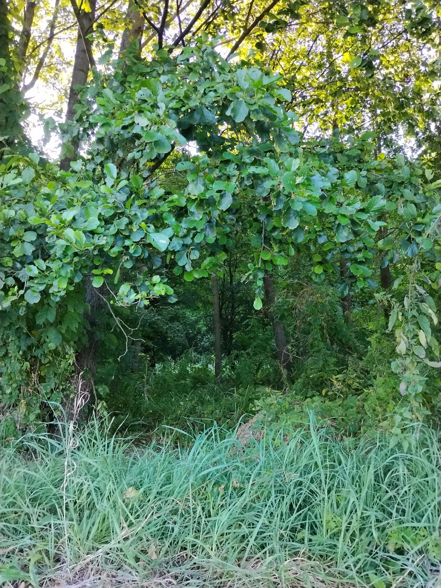 A full shot captures a dense forest with tall trees and lush green foliage. In the foreground, tall blades of grass sway gently, their tips tinged with a pale green hue. The trees in the background are partially obscured by their own leaves, creating a dappled effect as sunlight filters through the canopy. The scene is serene, evoking a sense of nature's untouched beauty. This image was taken in Ustyvytsya, Ukraine.