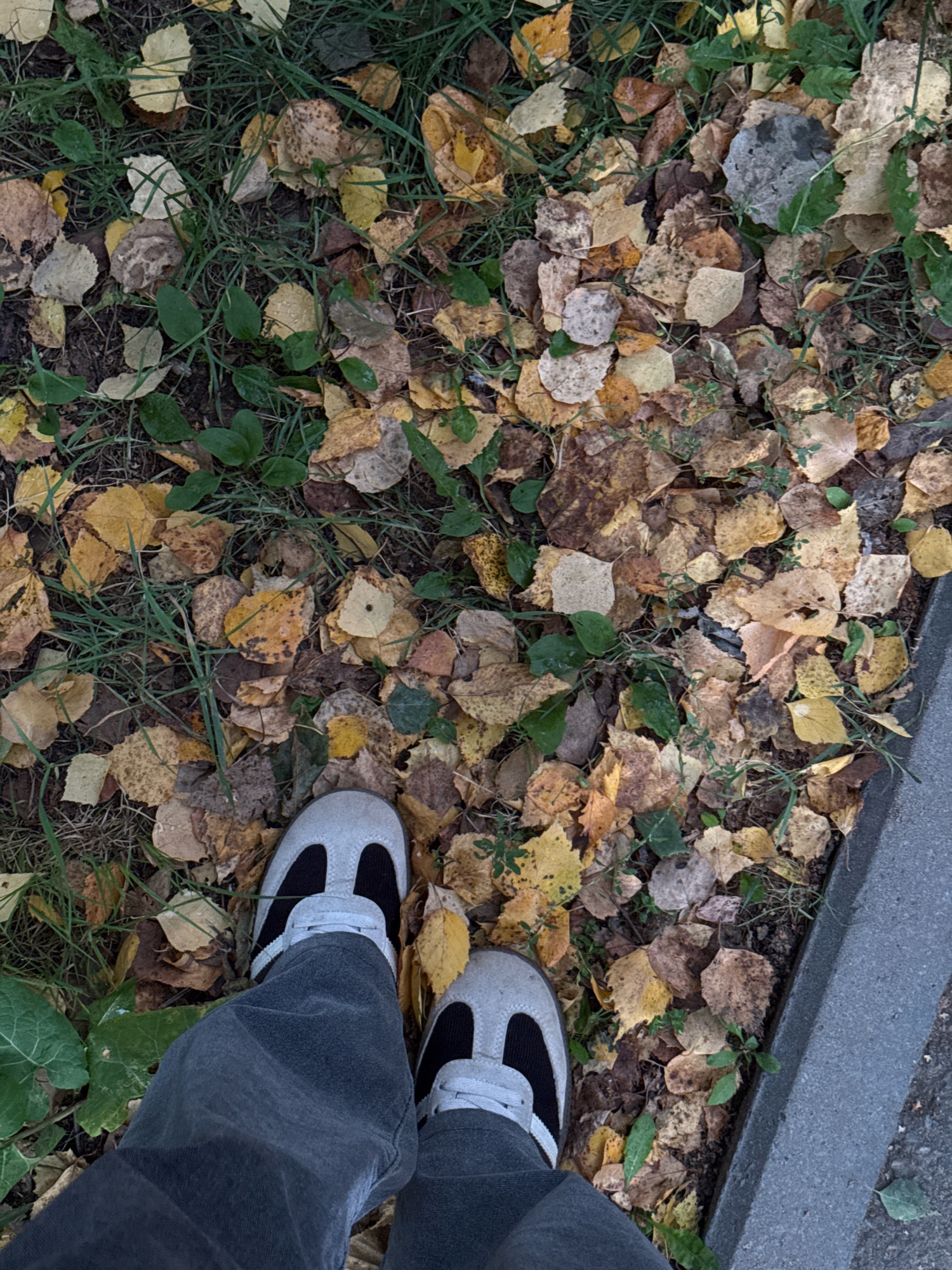 The image shows a close-up, top-down view of a person's feet and legs standing on a sidewalk covered with fallen autumn leaves and grass. The person is wearing dark gray pants and light gray sneakers with black accents. The leaves are a mix of yellow, brown, and some green, indicating a fall season. The ground transitions to a gray concrete curb on the right side of the image, suggesting an urban or suburban environment. The scene is likely a public area in Noviy, Russia, given the context.