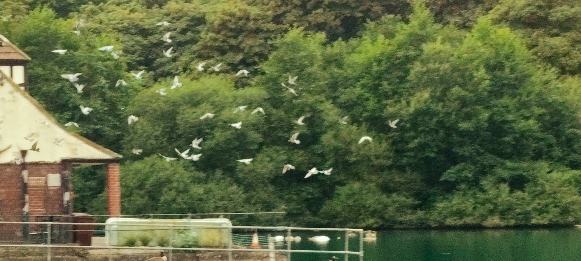 The image depicts a flock of white birds in flight against a backdrop of lush green trees and a body of water. In the foreground, a building with a brick base and a light-colored roof is visible on the left side. A metal fence separates the building from the water. The overall scene appears to be a natural setting within a park or reserve, possibly near a body of water. The photograph is slightly out of focus, making it difficult to discern fine details. It is not possible to determine the specific location within St Helens, United Kingdom, from the visual information provided.