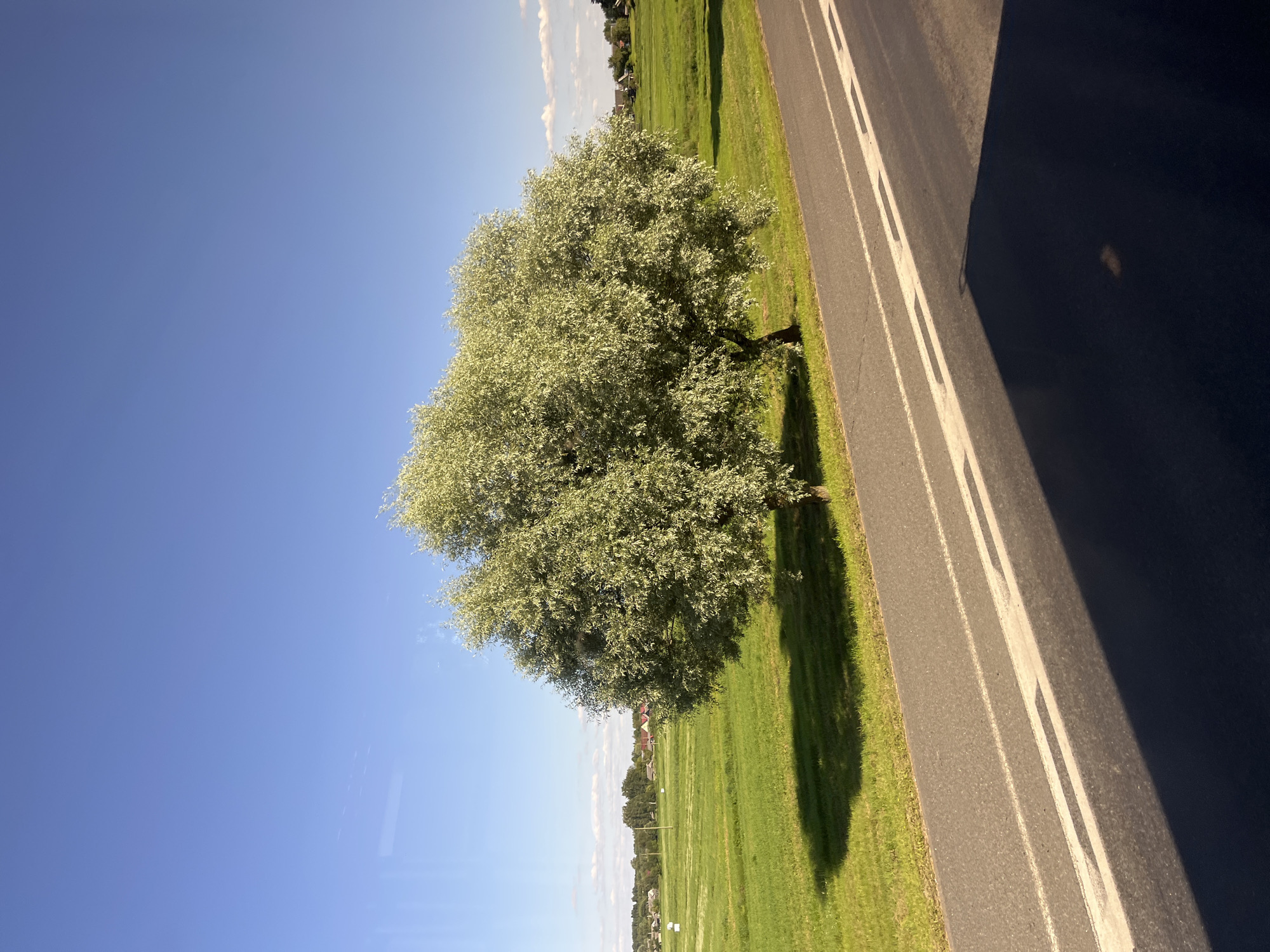 A bright, sunny day is captured in this image of a rural landscape near Myadzyel, Belarus. The foreground is dominated by a two-lane asphalt road with white dashed lines indicating lanes. A dark shadow, likely cast by an unseen object or vehicle, covers the lower right portion of the road.
To the left of the road, a lush green field stretches out, dotted with several hay bales and a few scattered buildings in the distance. The middle ground features a large, full tree with silvery-green foliage, casting a significant shadow on the grass. To the right of this prominent tree, a second, smaller tree stands.
The background shows a village with houses and rooftops nestled amongst trees under a vast, clear blue sky with a few wispy white clouds. The overall impression is one of a serene, pastoral scene on a warm day.