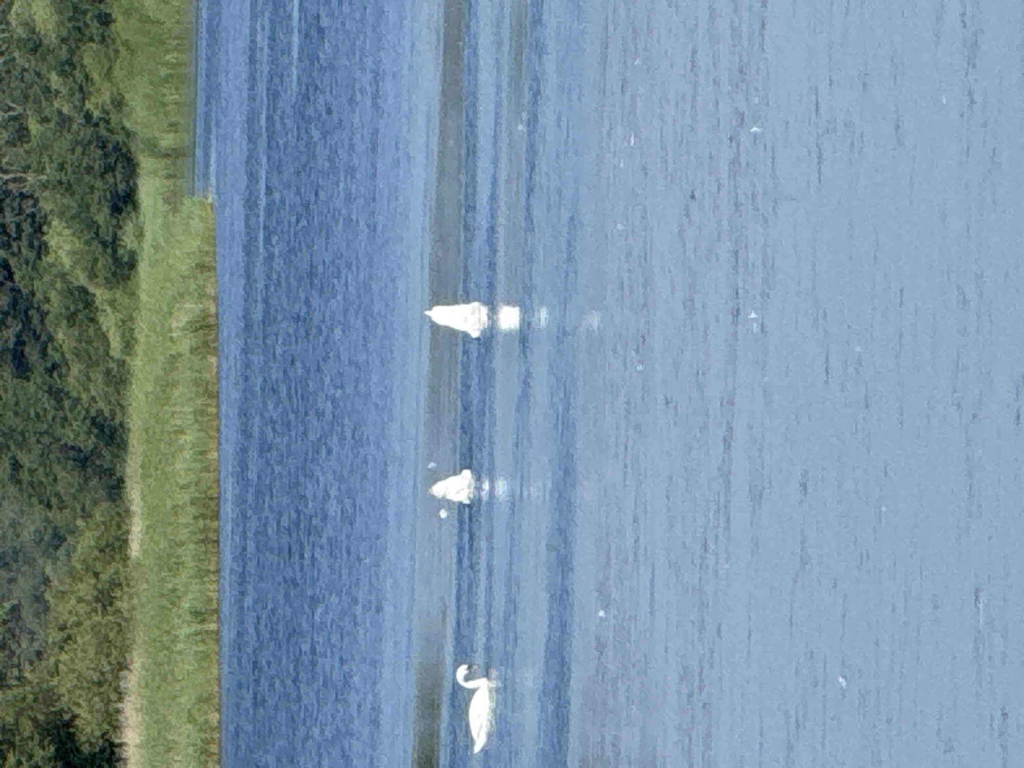 The image depicts a body of water, likely a river or lake, with a green, vegetated bank on the left side. Three white swans are visible swimming in the water, spaced out from each other. The water appears calm with some vertical ripples or reflections. The overall color palette is dominated by blues and greens. The scene suggests a natural, outdoor setting. The time of day and weather conditions are not clearly discernible, but the lighting appears somewhat diffused, possibly indicating an overcast day or late afternoon. There is no visible text in the image. The presence of swans and the natural landscape suggest a tranquil environment.