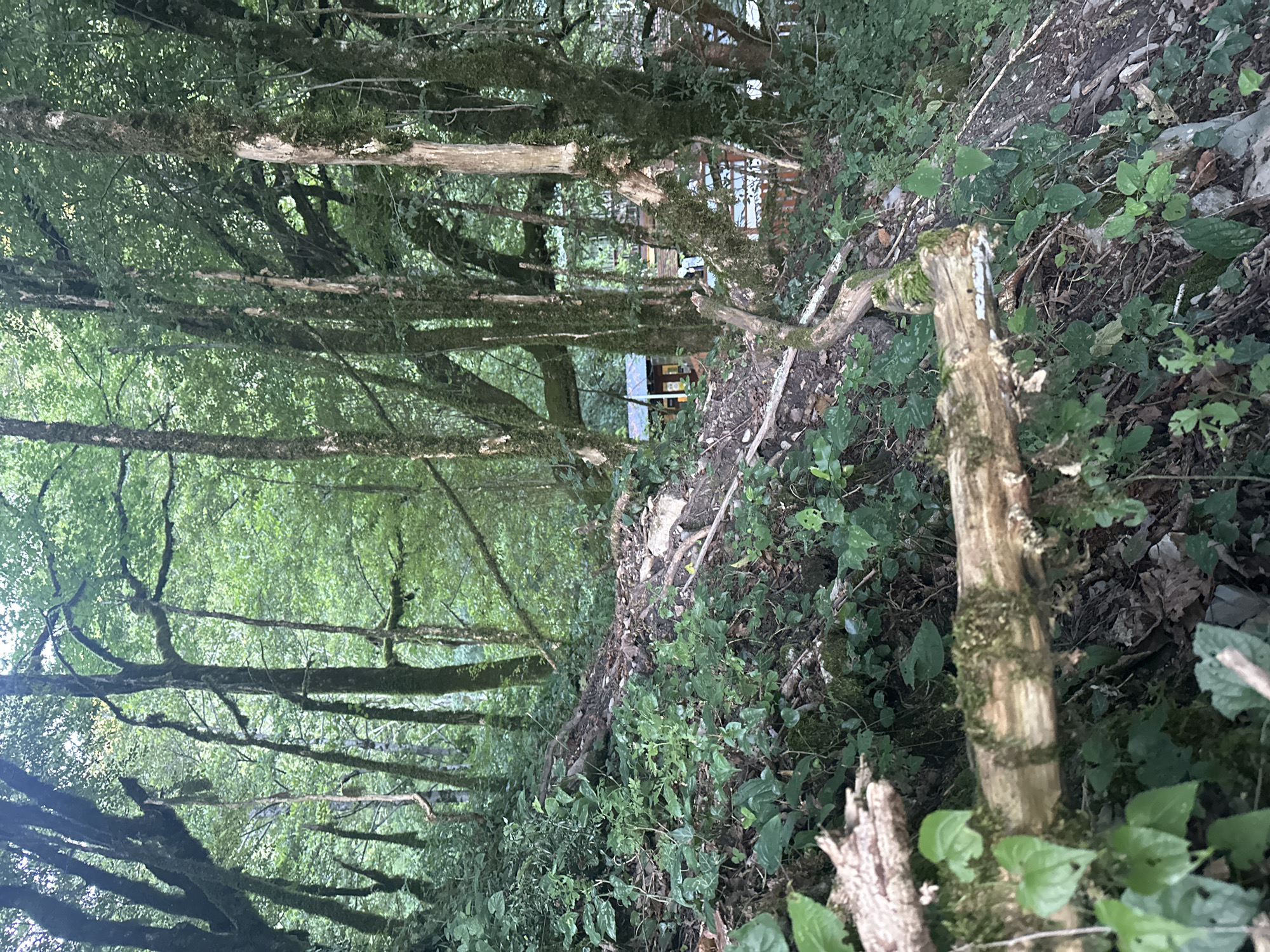 The image depicts a densely wooded area with a thick canopy of green leaves overhead, suggesting a forest or overgrown natural environment. The trees are tall and appear ancient, with many covered in moss, indicating a humid or damp climate. A fallen log, partially covered in moss, lies in the foreground, positioned across a sloped embankment covered in low-lying green vegetation and dry leaves. In the background, partially obscured by trees, is a glimpse of structures that appear to be buildings with a yellowish-orange roof and wooden elements. The overall impression is one of a secluded, natural setting with signs of human habitation in the distance. The location is identified as Bol'shoi Kichmai, Russia.